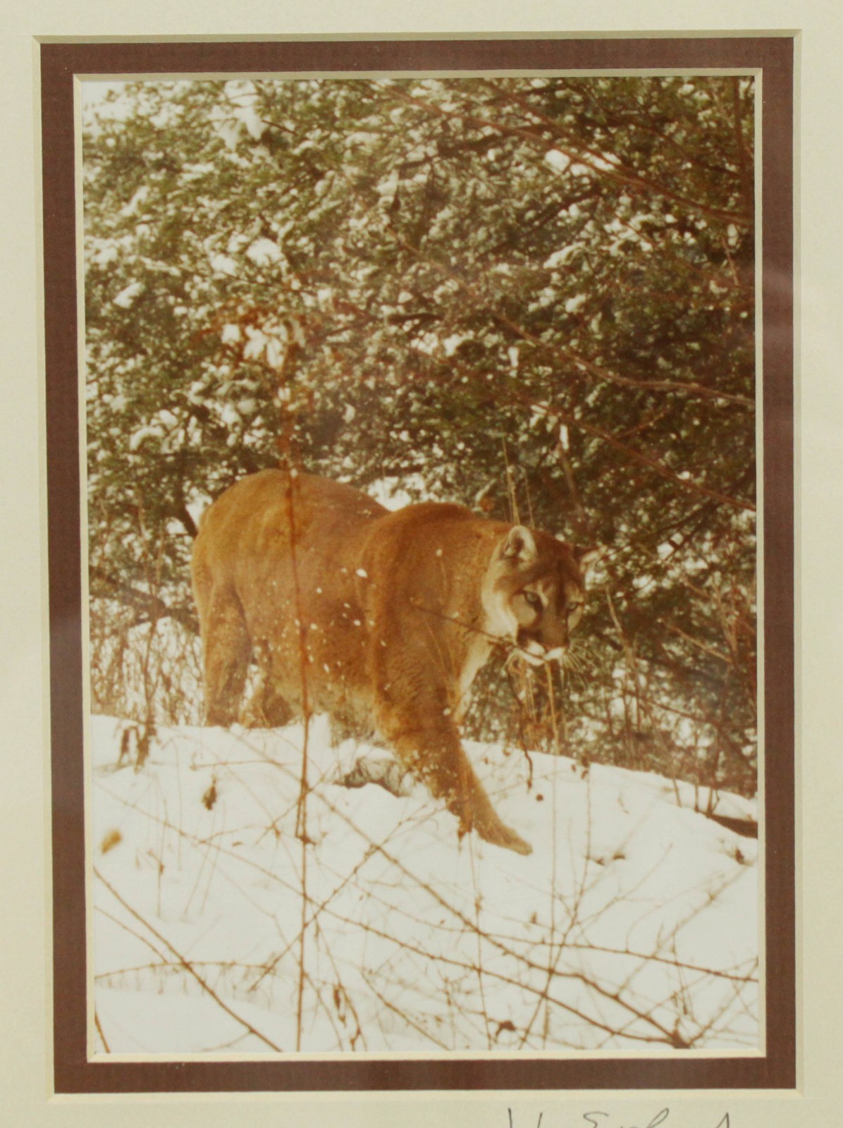Mountain Lion Stalking in the Snow John Eveland Signed Photo Wood Framed