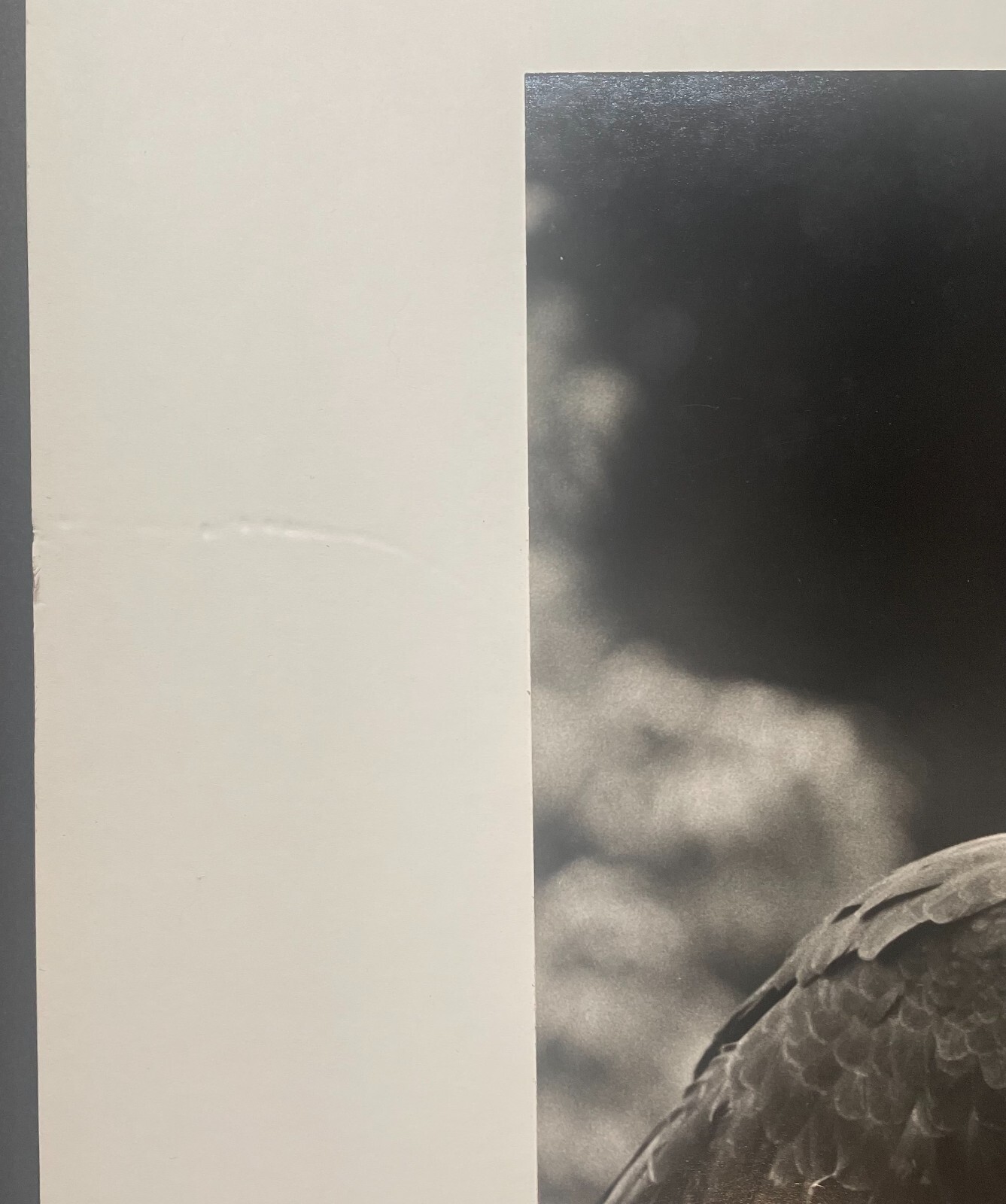 Rare 1975 ‘Harpy EAGLE Mother & Baby Fledgling’ in Nest NEIL RETTIG Photograph