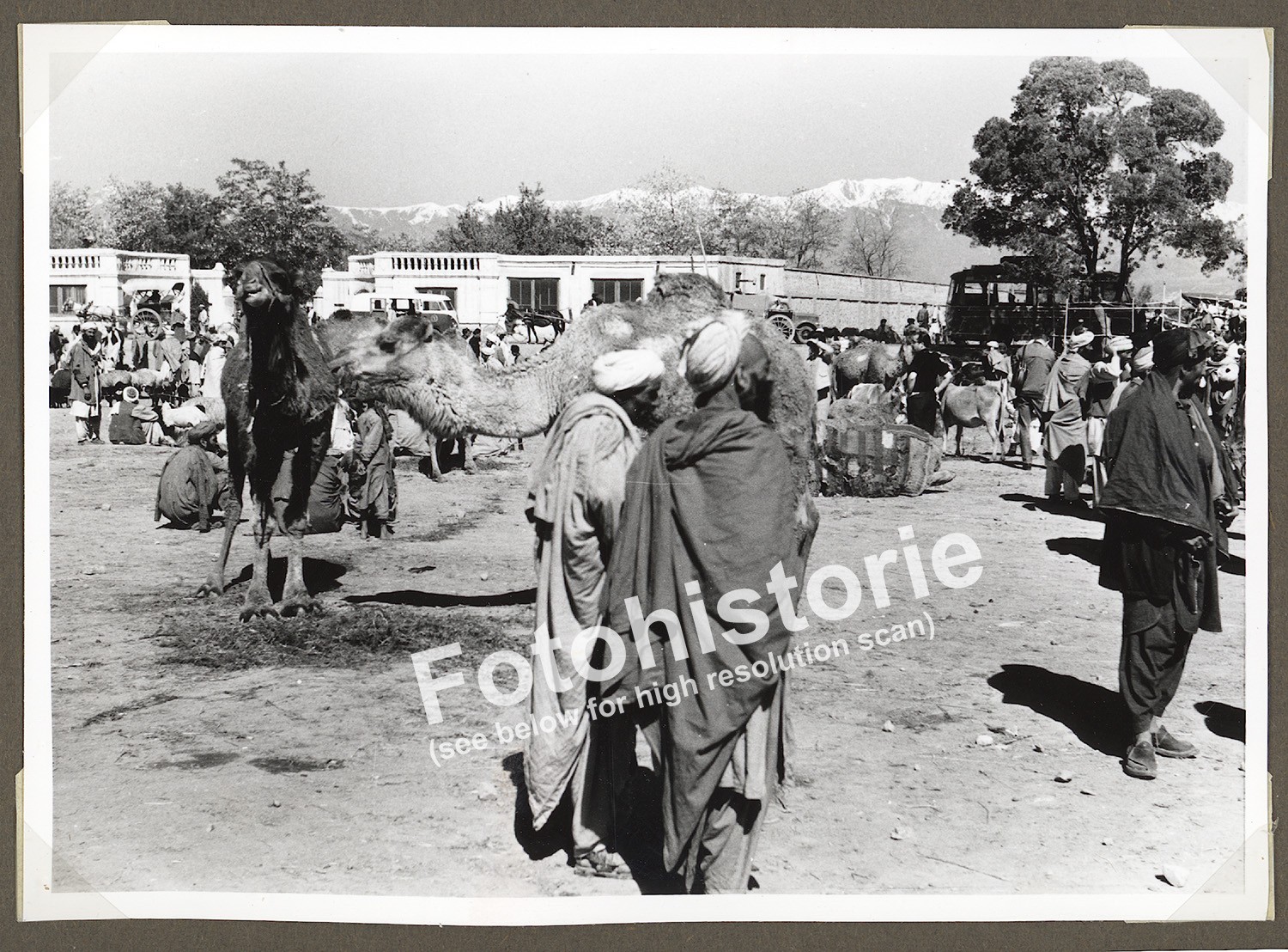 Photo Kabul Camel Market Bazaar Scene Afghanistan Trader Animals 1960s