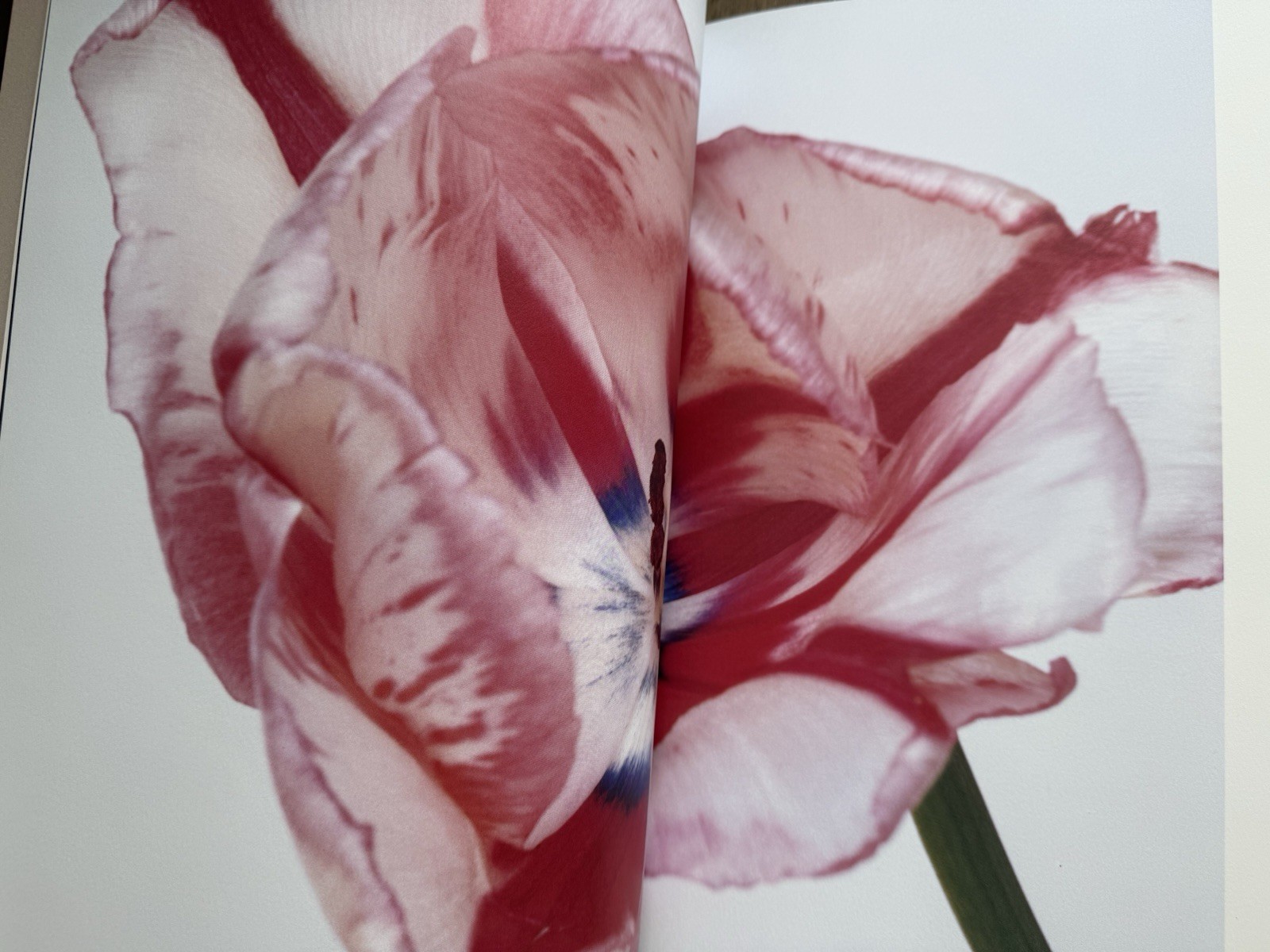 🎈SIGNED w Drawing! Nobuyoshi Araki – HANA-JINSEI, 2002 Japan Limited Ed, Unique