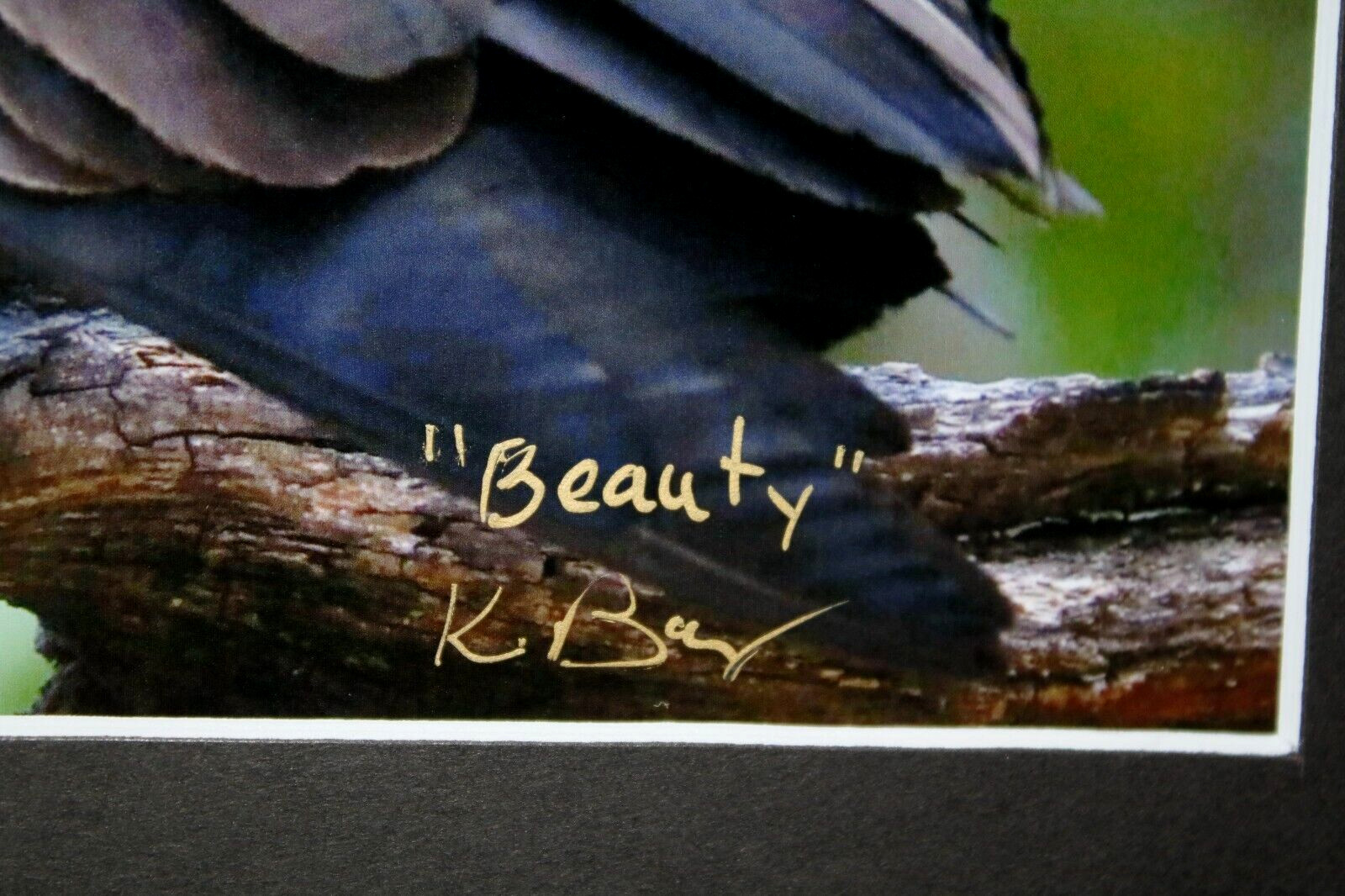 Turkey Buzzard Wildlife Photo 8″ x 10″ in 11″ x 14″ Matte Signed by Kim Barry