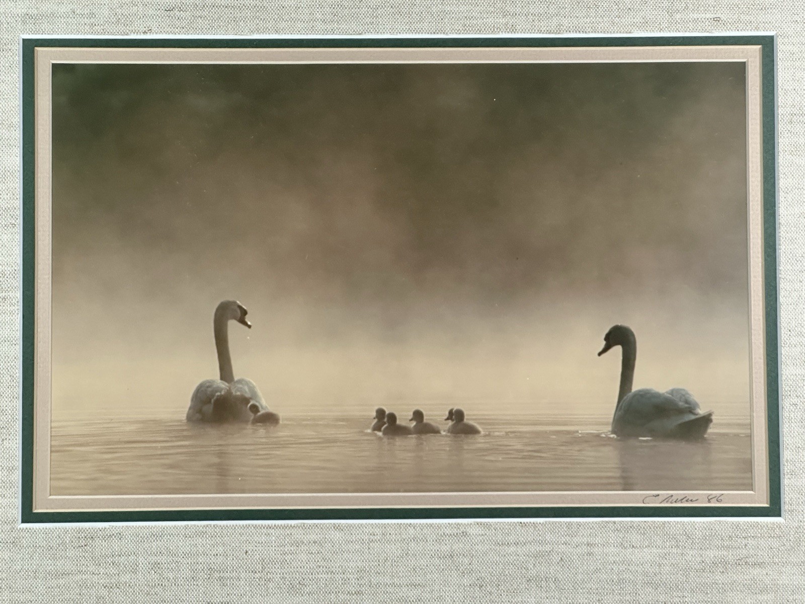 Family Of Swans Edward Robinson Nature Photographer Signed Photo Matted & Framed