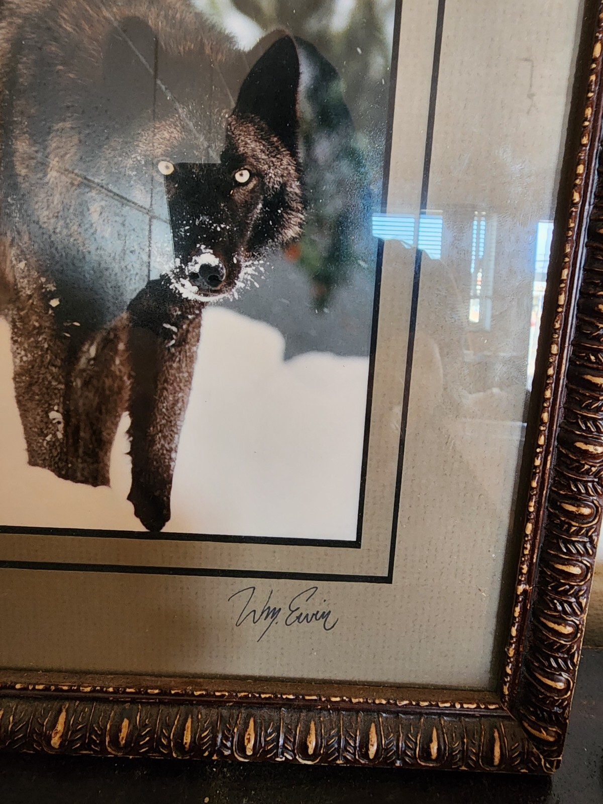 Winter wolf photo signed by William Ervin with natural wood frame
