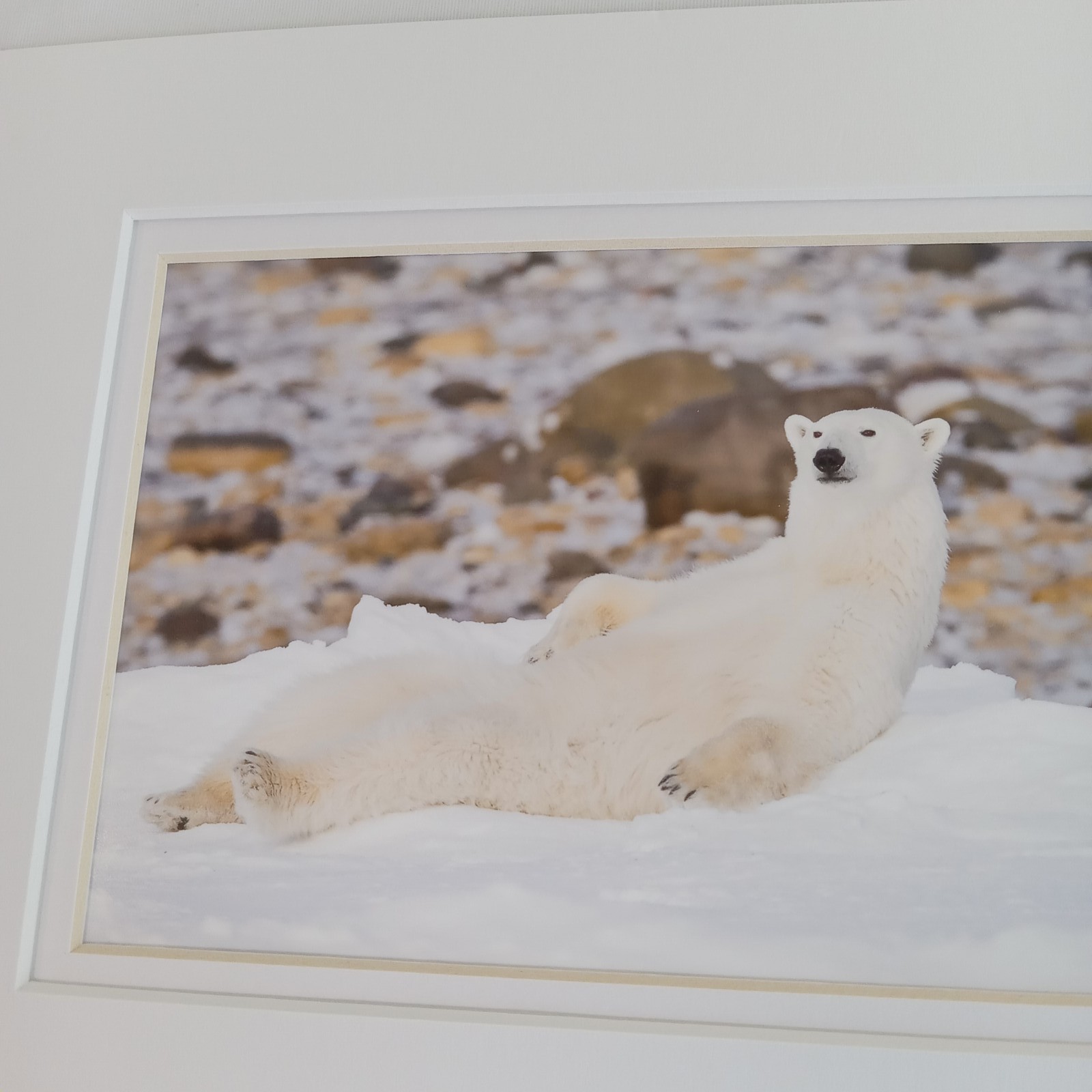 Polar Bear Photography Prints Set of 2 Matted Wildlife Art Photos Mike Johnson