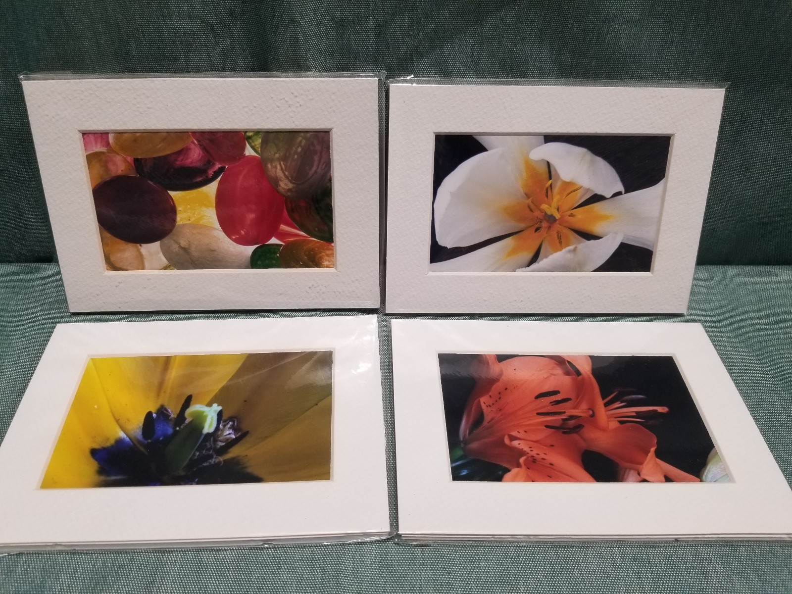 New Lot of 4 Matted 5×7 Photo Fine Art Print spring flower Tulip Yellow Red