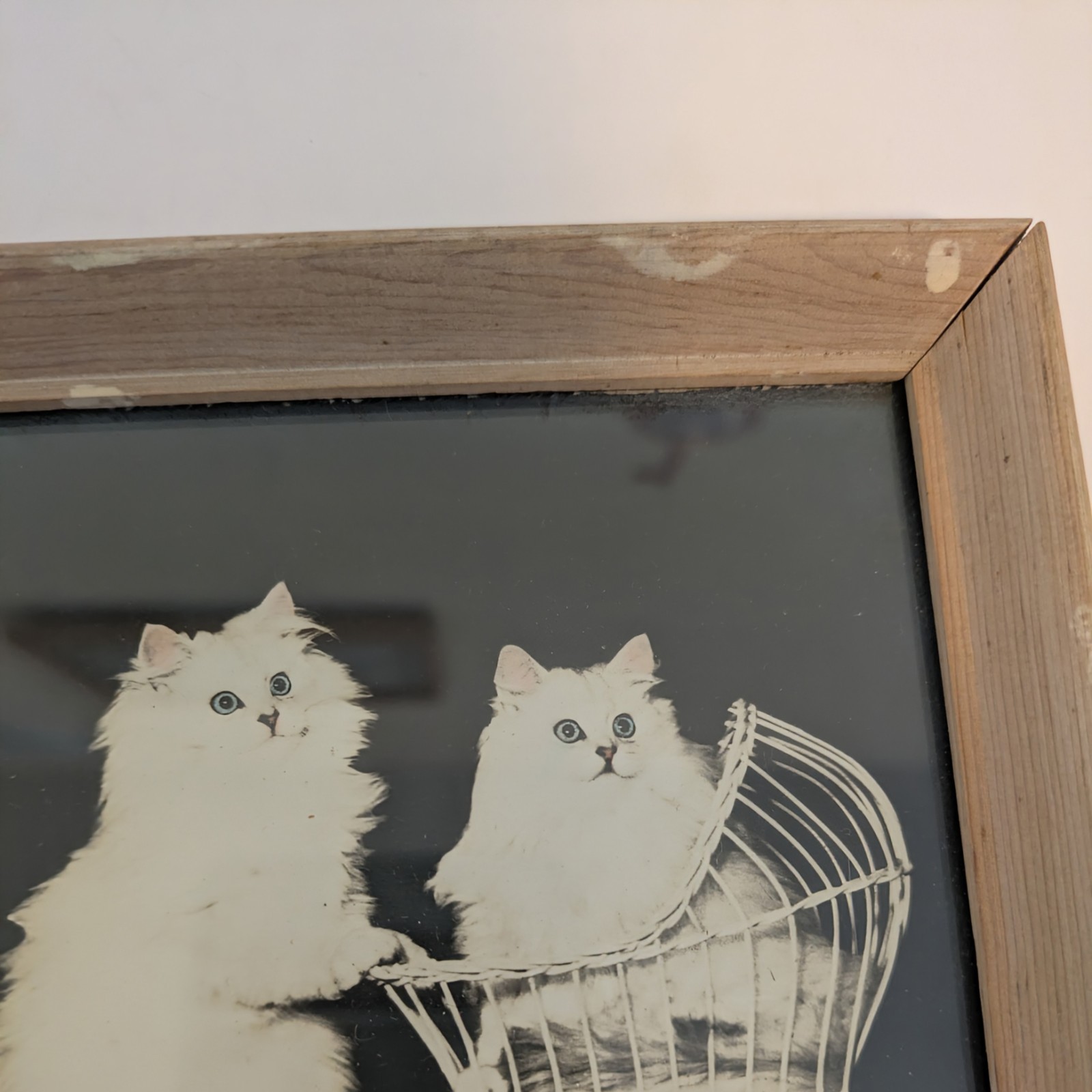Bradley R Currey Cats Pictures Lot Of 6 White Cats 5.5″ X 4.5″ Piano Books Chair