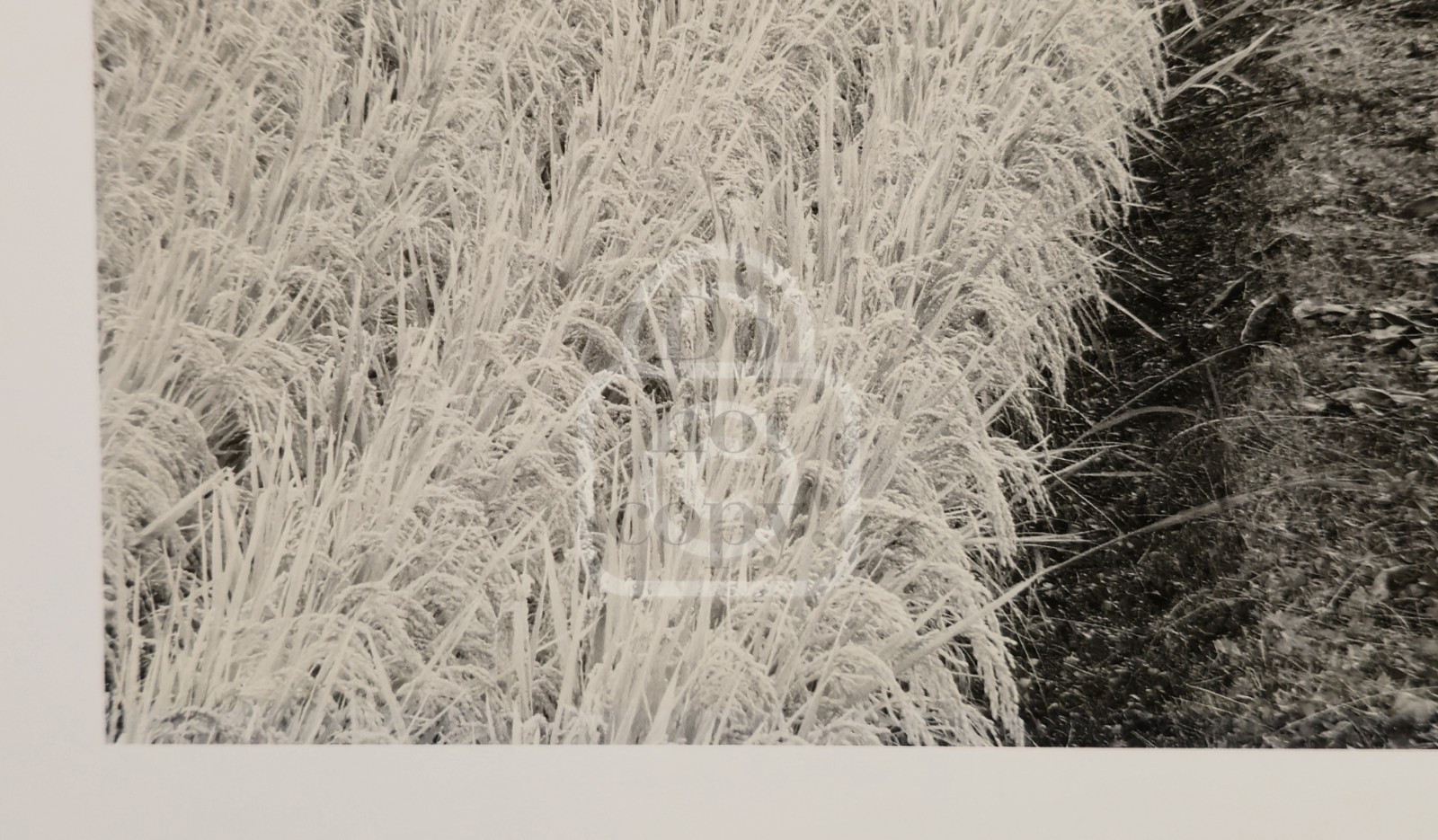 1990’s John Sexton Signed Photograph. Rice Field & Pine Forest. Tohoku, Japan