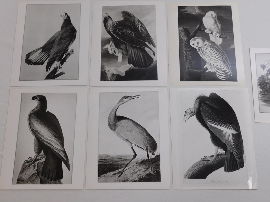 1966 John Audubon Birds America Set 7 Photographs for NY Historical Society Book