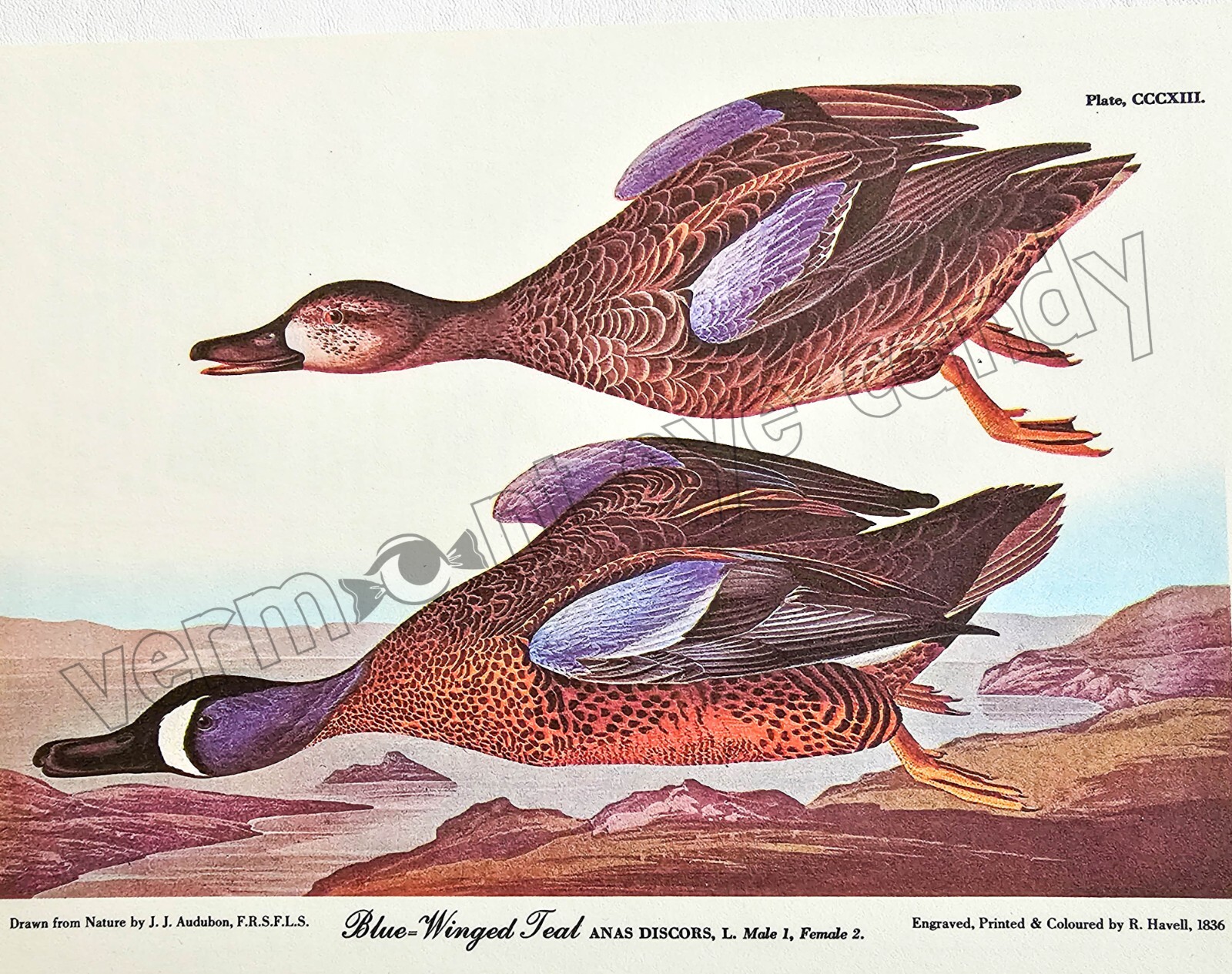 Blue-Winged Teal Audubon Bird Art DIGITAL DOWNLOAD Print at Home Wall Captioned