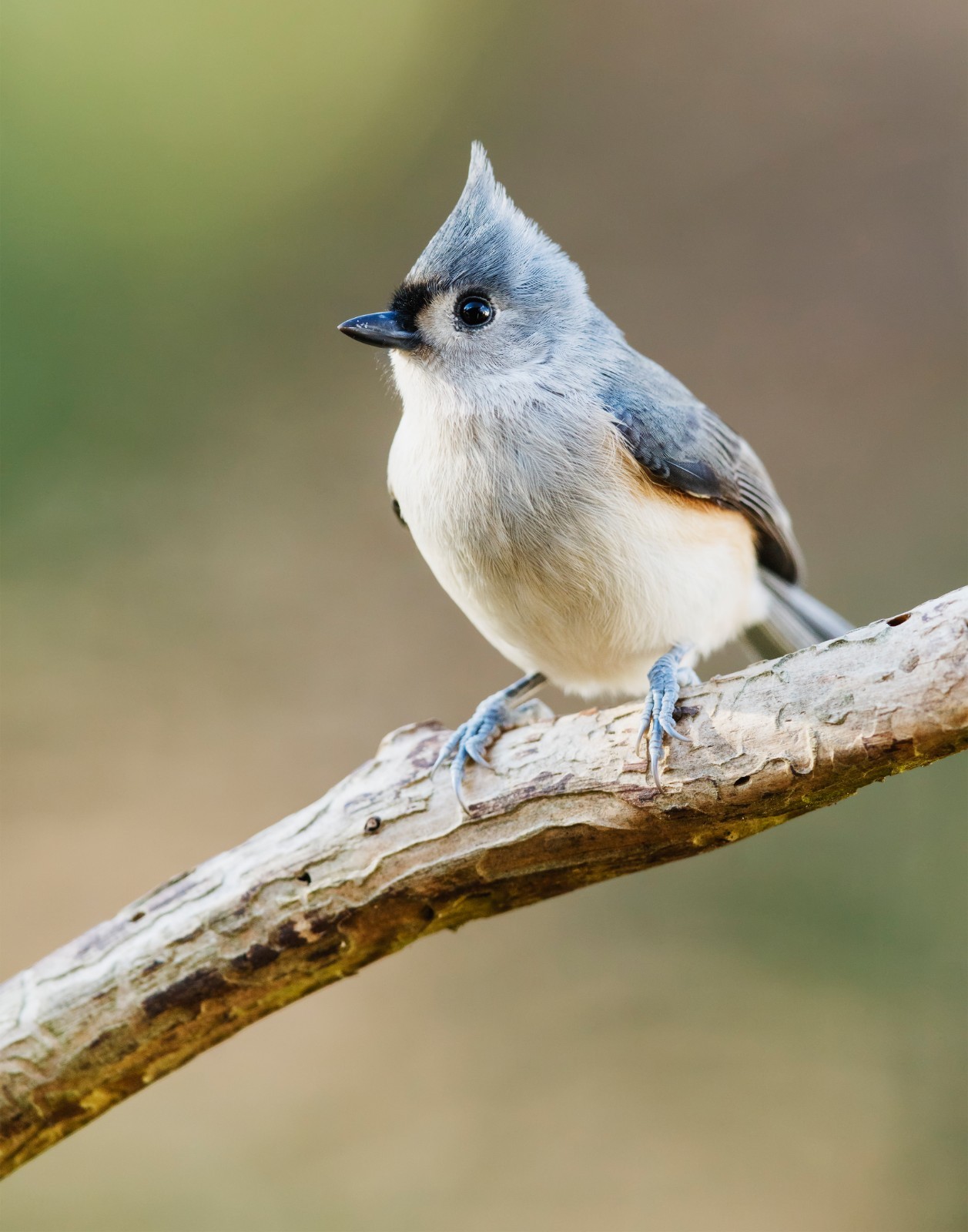 Tufted Titmouse Bird 11×14 Photograph Print 11″x14″ #2
