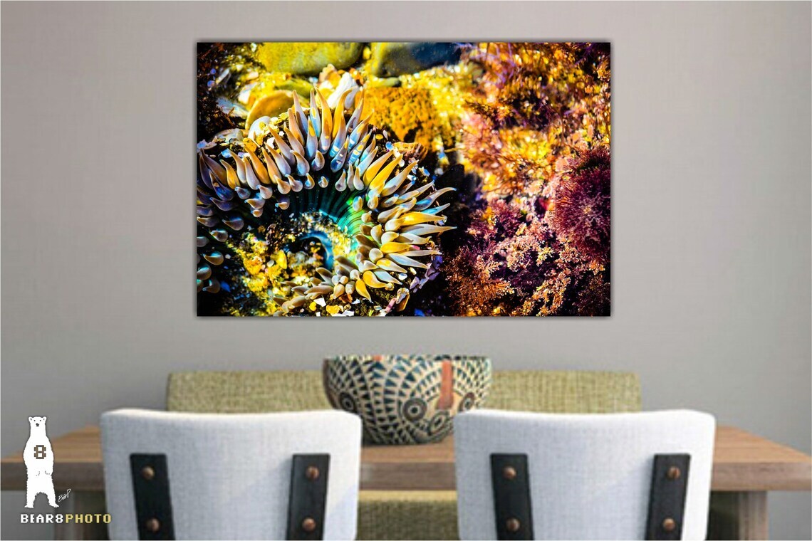 Sea Anemone – Fine Art Prints – Underwater Ocean Life Décor