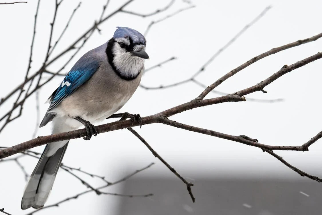 Digital Image Picture Photo Wallpaper Background Blue Bird In Tree 792417
