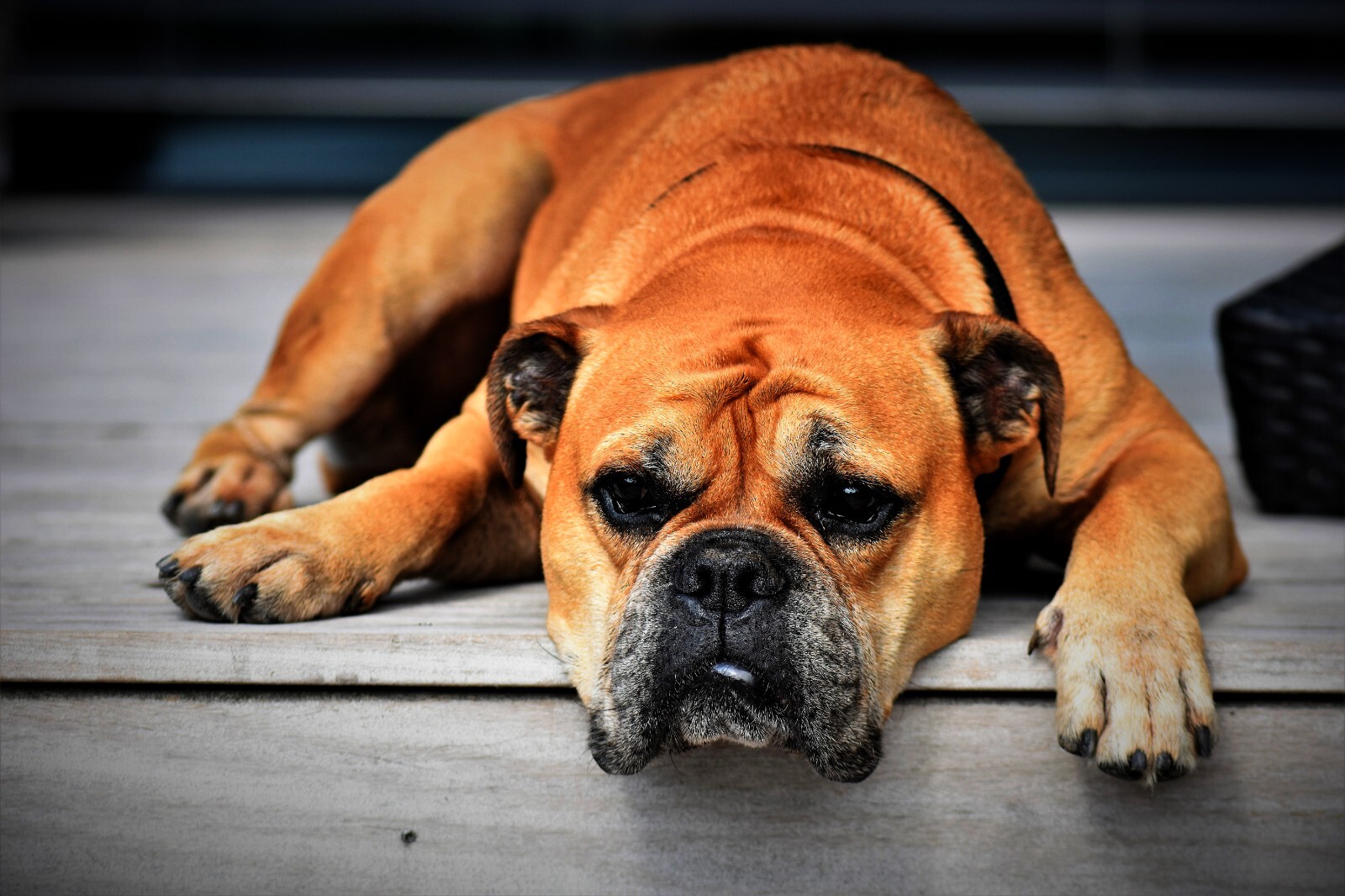 Photo Digital Product Wallpaper -Background Image Picture cute dog animal friend