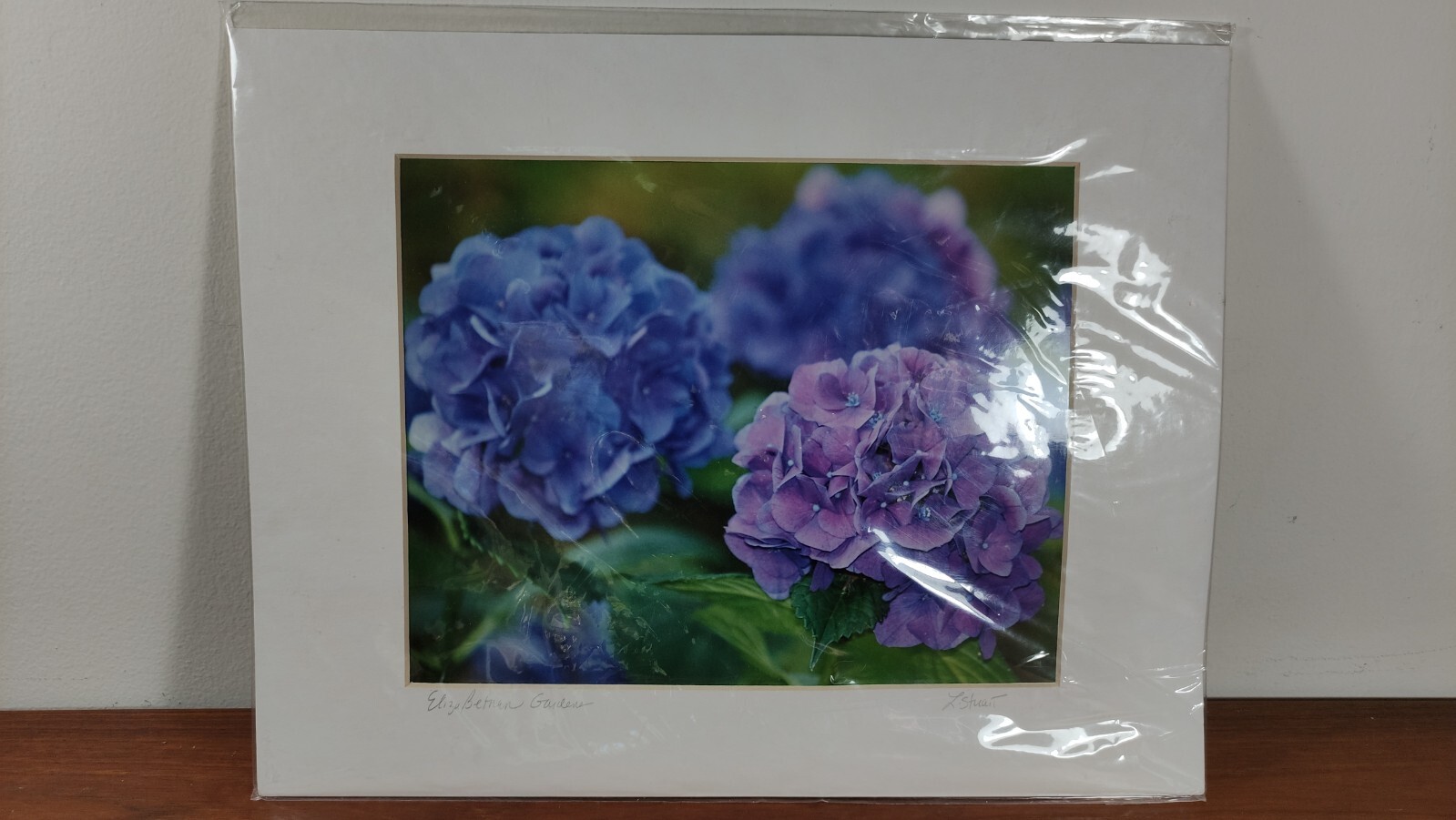 Original Photo Art Print Laurie A. Stuart Elizabethan Garden Hydrangea Flower