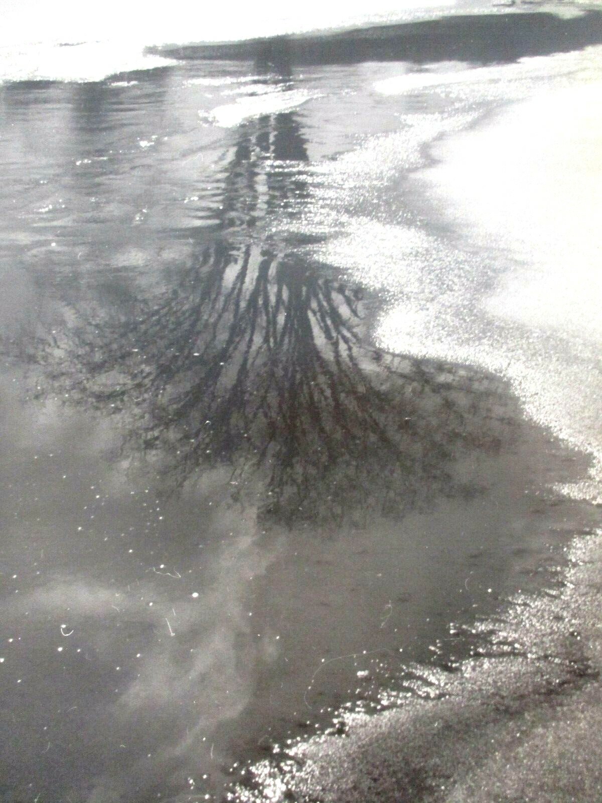 L. WHITNEY STANDISH PHOTOGRAPH REFLECTION OF TREE ON ICY LAKE ~ ORIGINAL
