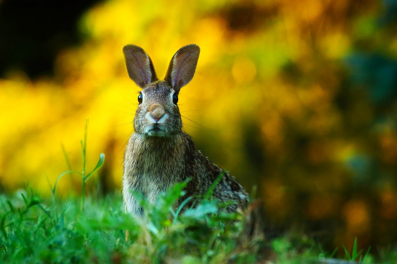 Photo Digital Product Wallpaper Background Image – Picture rabbit animal
