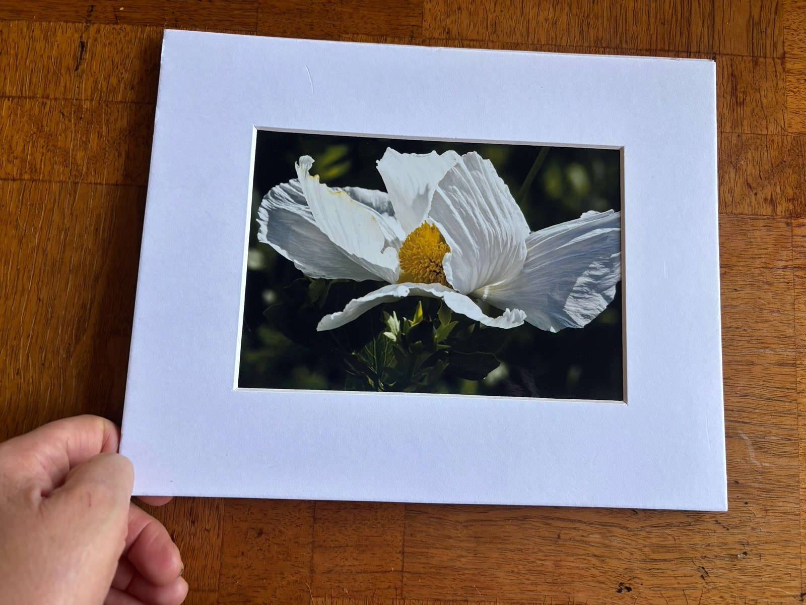 Art Gallery Photograph of Matilija Poppy Flower 5×7 Glossy Photo in 8×10 Matte