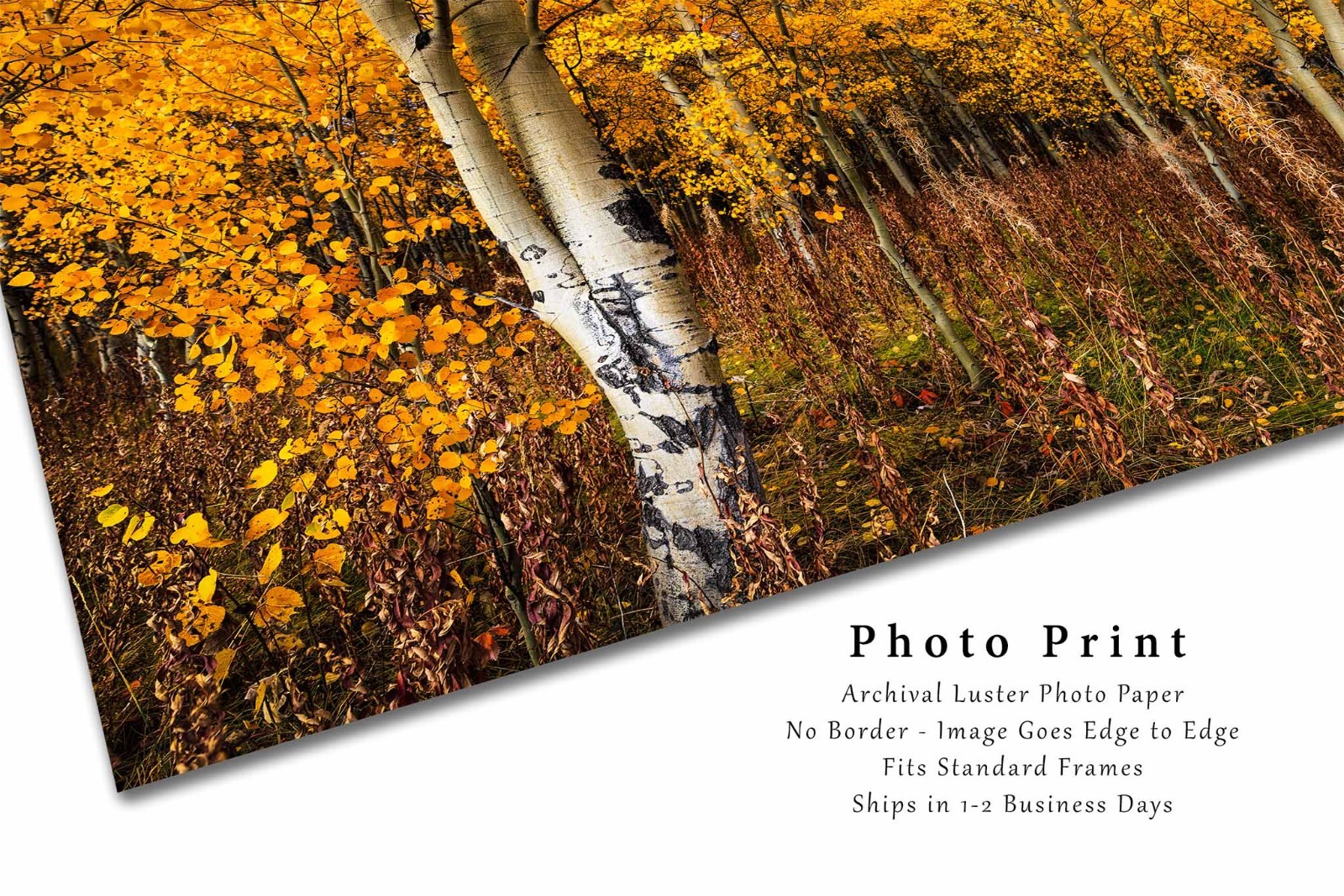 Aspen Trees Photography Print: Wyoming Autumn Forest Grove Western Nature Photo