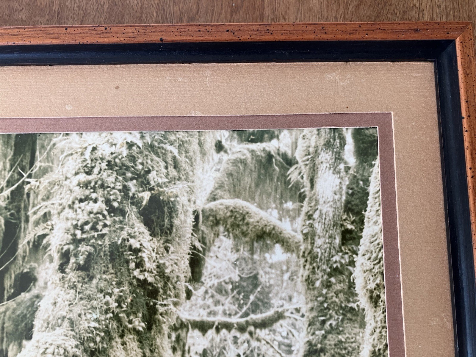 Ray Atkeson Original Photo Large Frames Signed Old Forest Landscape Oregon