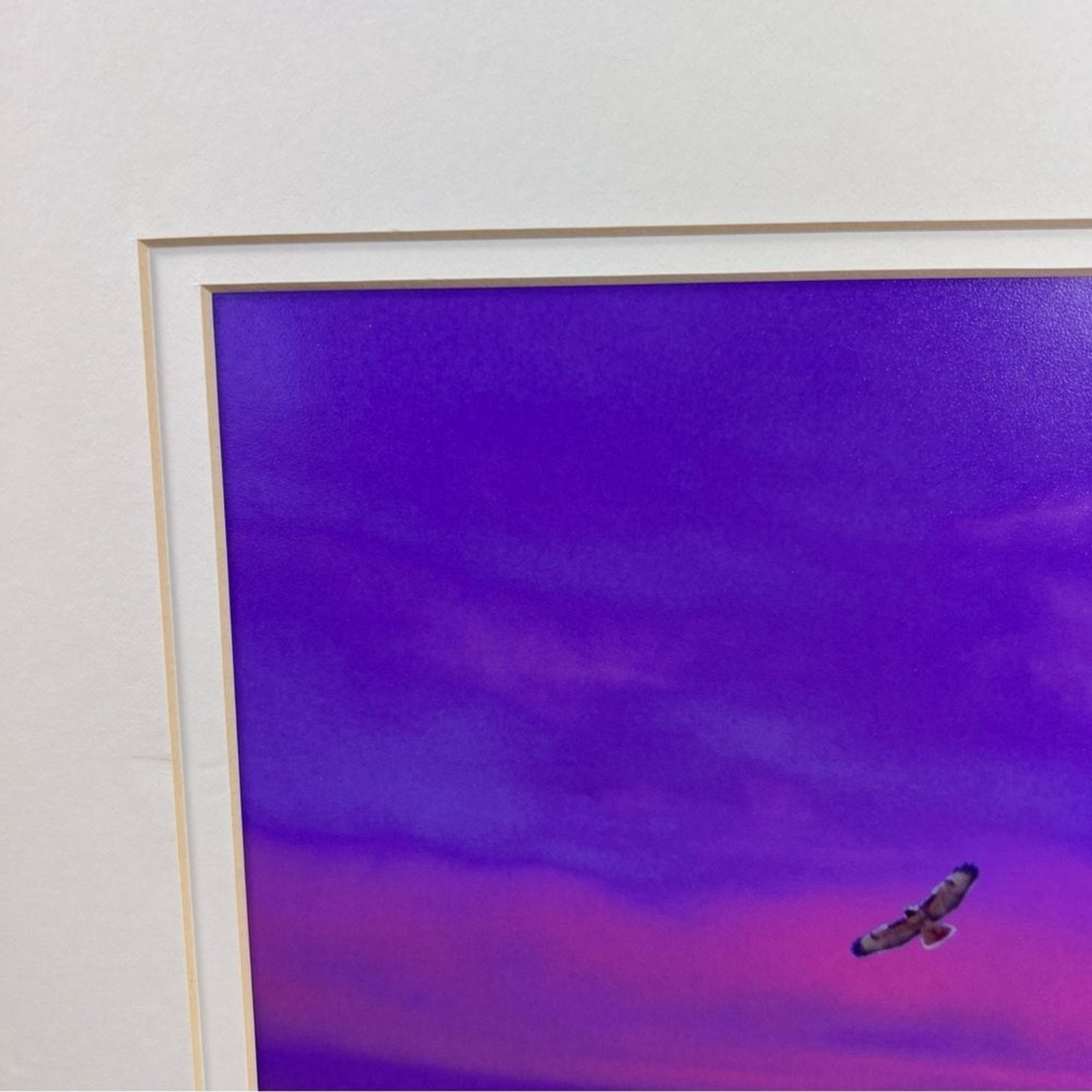 Debbie Yarra Nature’s Light Photography Print Hawk Spirit Soars in the Garden