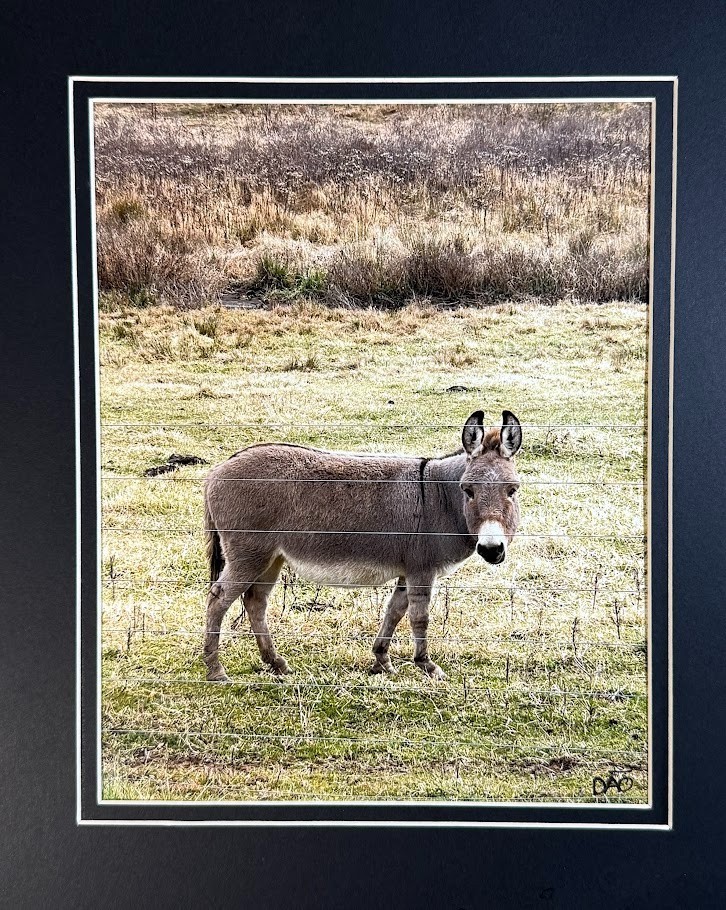 Darling Donkey Digital Watercolor Original Photograph 8 X 10 Mat 11 X 14 Signed