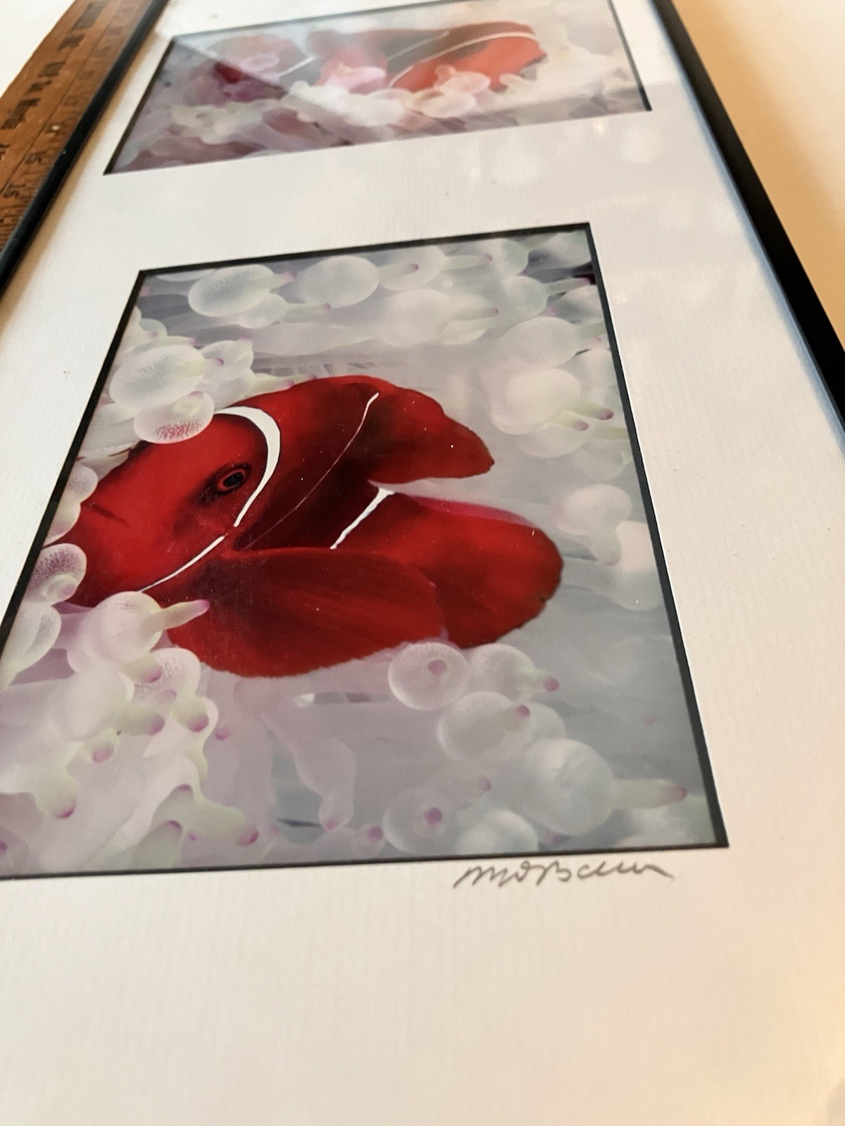 Vintage Clownfish In Bleached White Anemone Framed Photographs Signed Mike Bacon