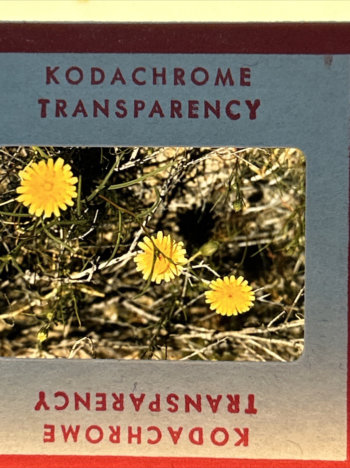 Kodachrome Red Border Lot Of 40 1950’s Still Life Flowers 35mm Color Slides A