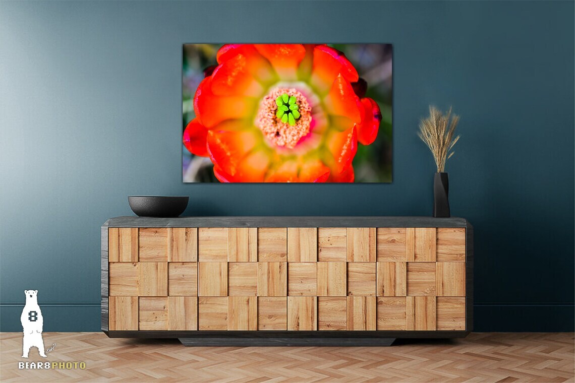 Echinocereus Coccineus (Scarlet Hedgehog Cactus) Flower – Fine Art Prints