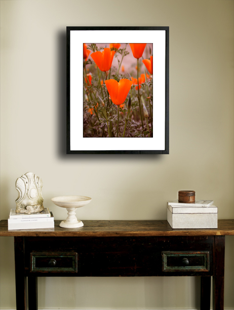 California Wild Poppies 12″ x 16″ Fine Art Print Floral Garden Wild Flower