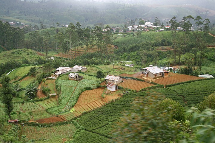 Sri Lanka Hill Country Photo Wallpaper – Lush Vegetable Growing Land 73