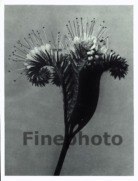 1929 Original BOTANICAL PLANT Flower Photo Gravure Art Germany ~ KARL BLOSSFELDT