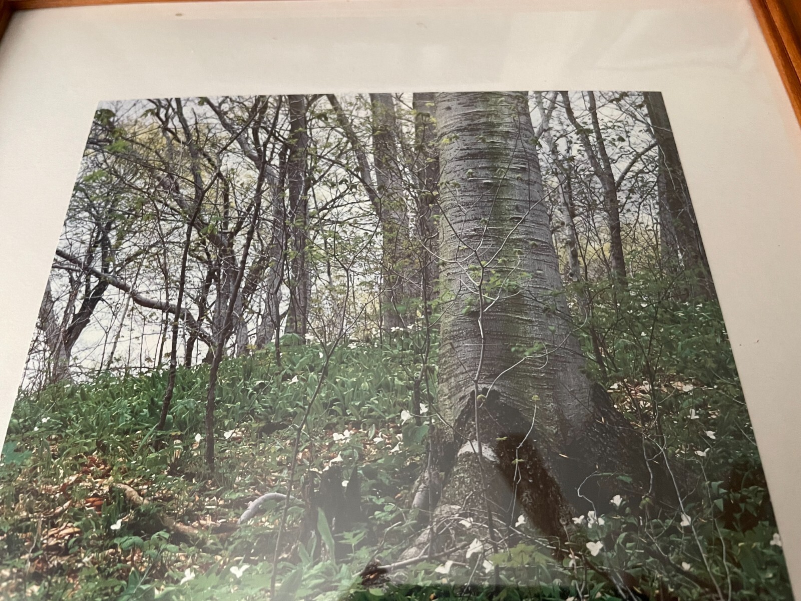 FOREST Photo by GARY MARMOLYA