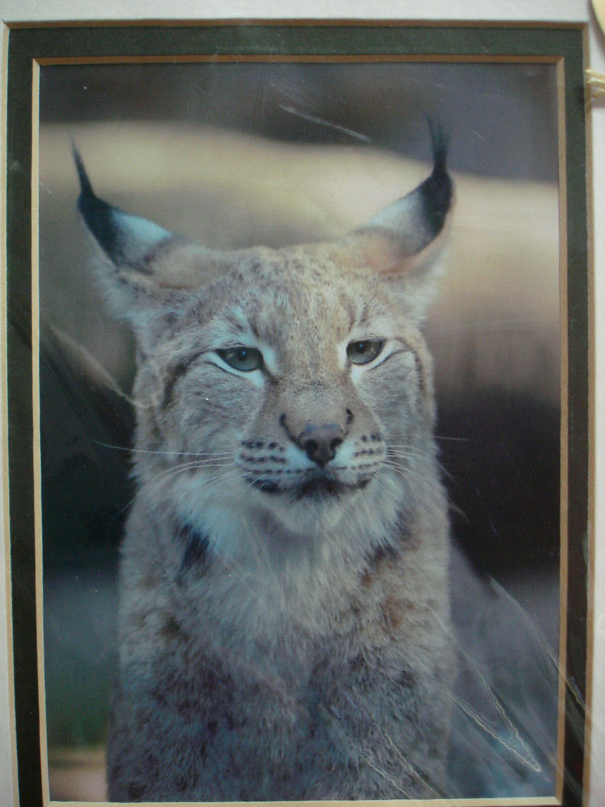 8″x10″ Matted Lynx Portrait Art by Eric Van Pelt 2007