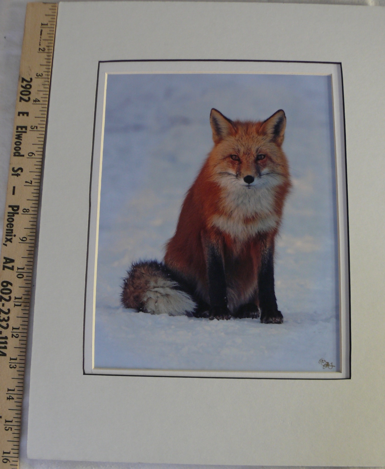 JUDY DEIST PHOTOGRAPH RED FOX OPEN EDITION