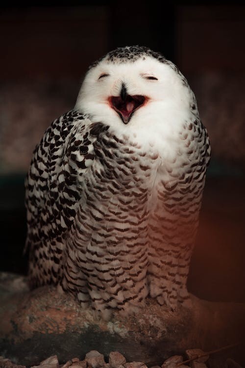 Digital Image Picture Photo Pic Wallpaper Background Smiling Owl Nature 7271