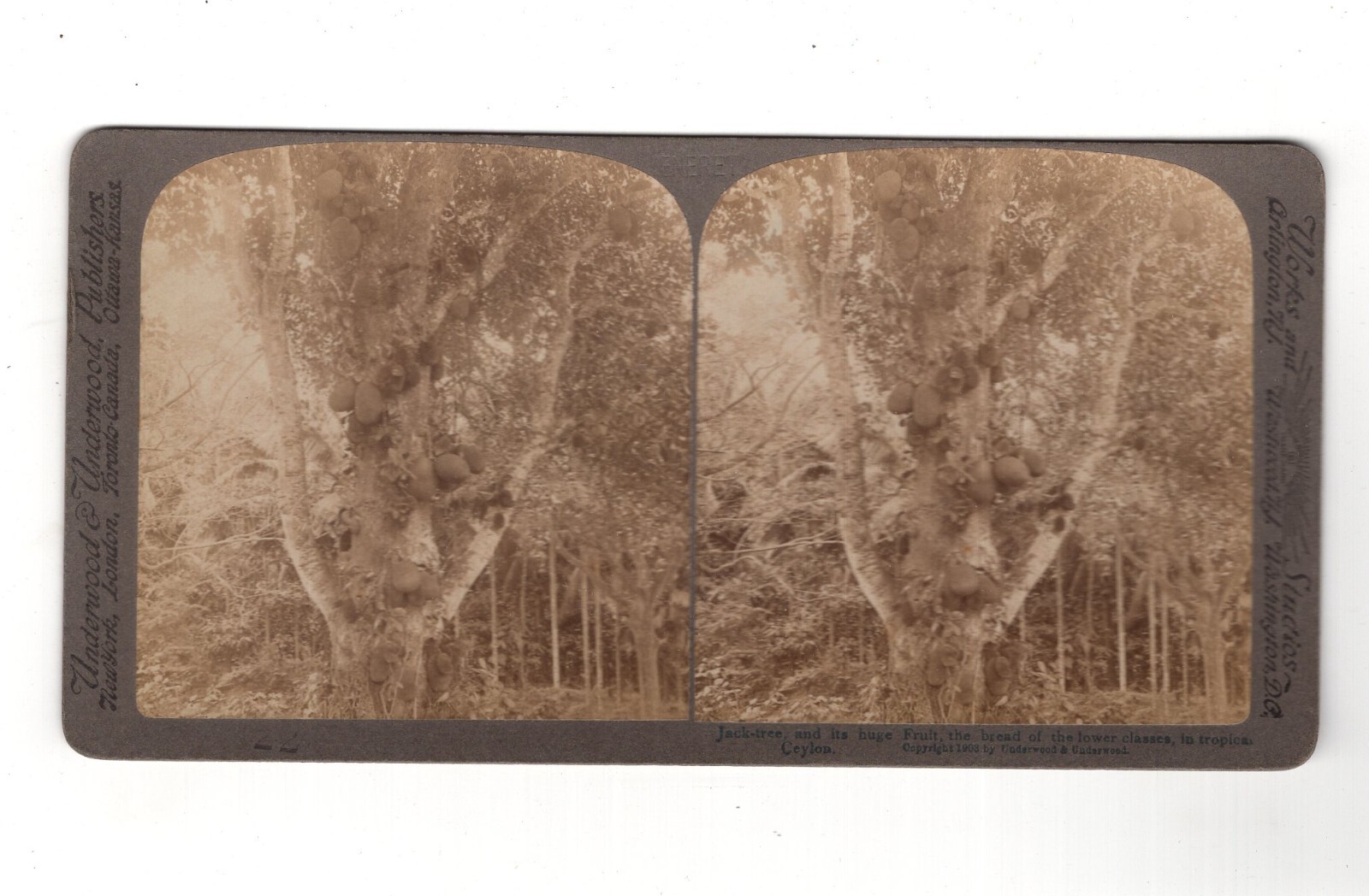 Stereoscopy Jack-tree in Ceylon / Sri Lanka