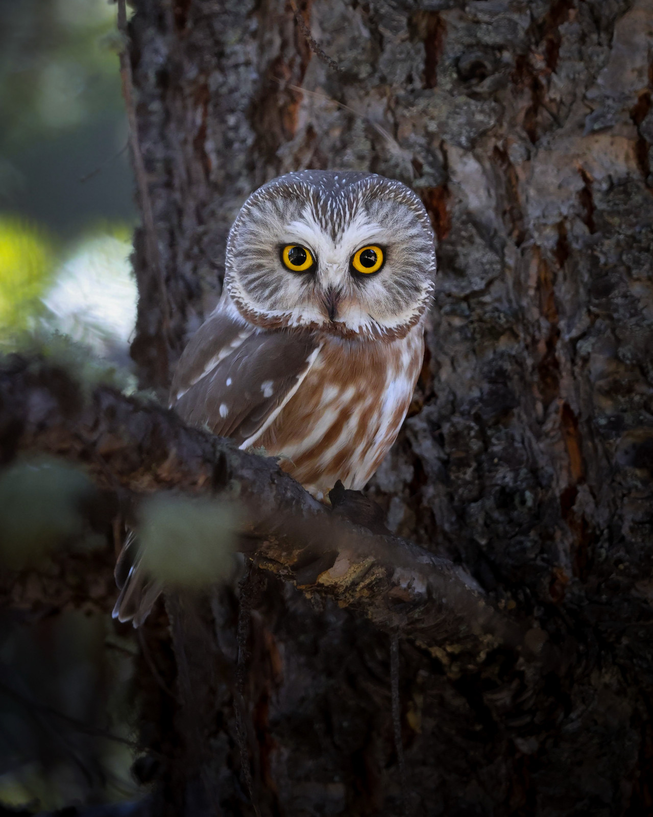 Northern Saw Whet Owl Fine Art Wildlife Photography Print