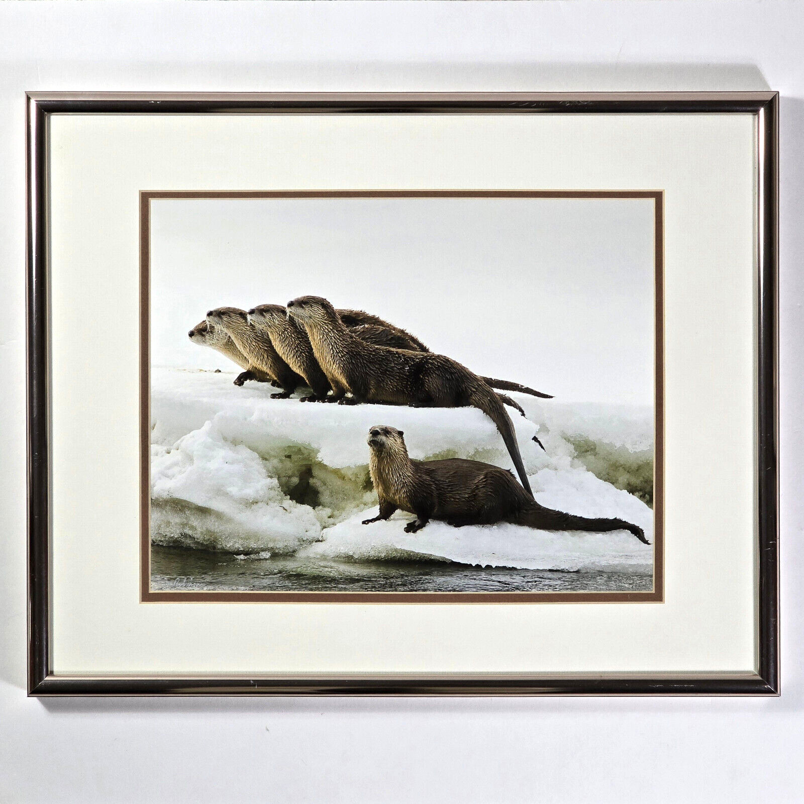 Signed Matted & Framed Award Winning Photograph by Mike Robinson, Romp of Otters