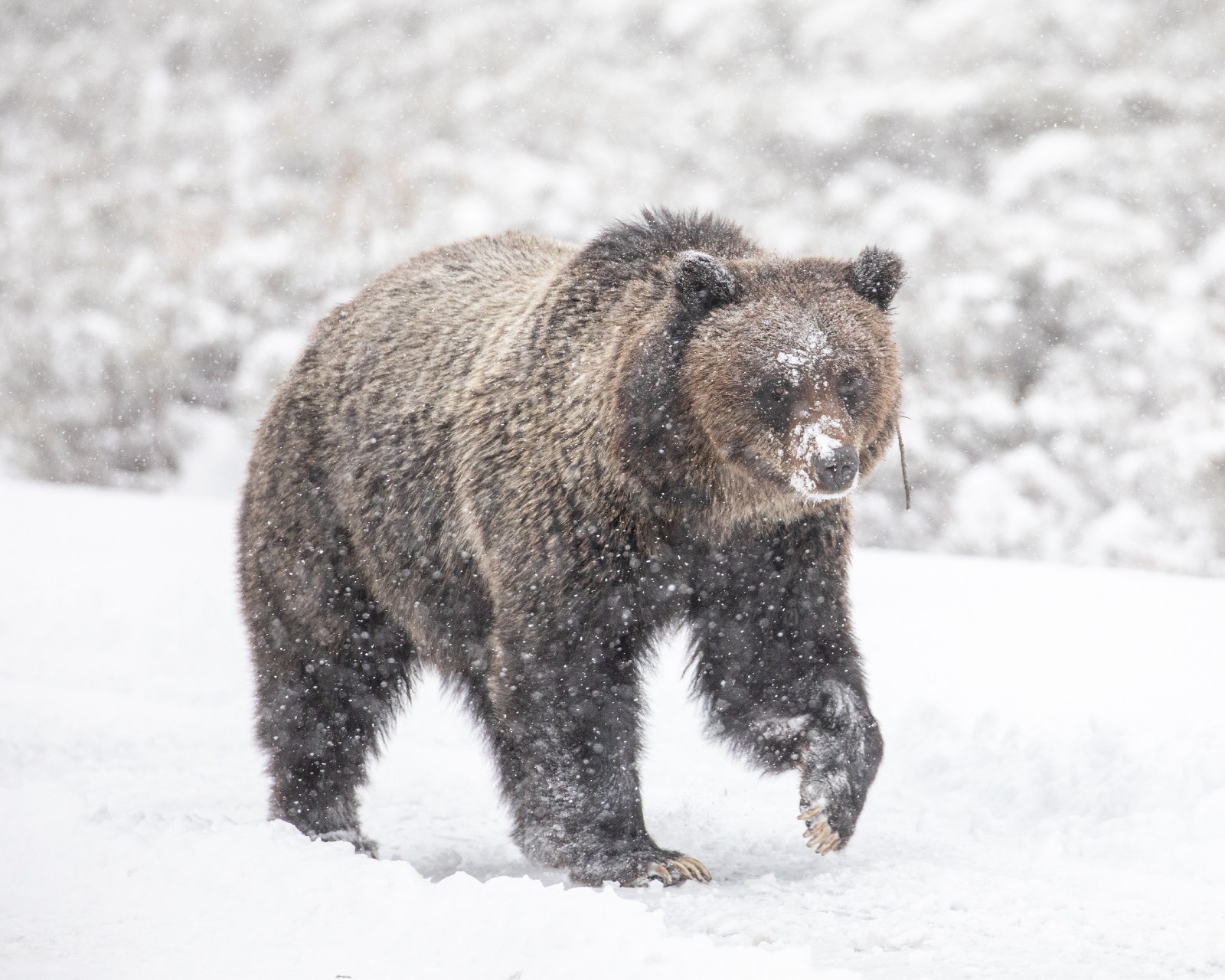Grizzly Bear in Snow 8″x10″ Photograph Print 8×10