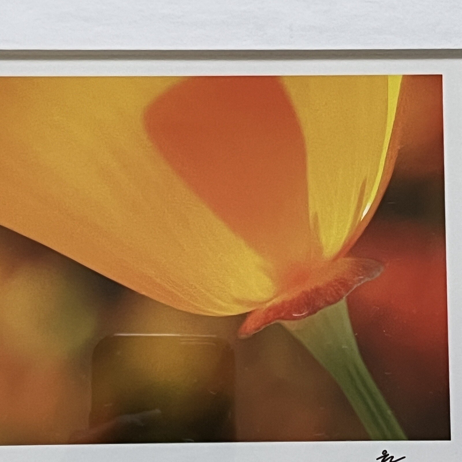 California Poppy Flower Art Photograph Signed & Framed