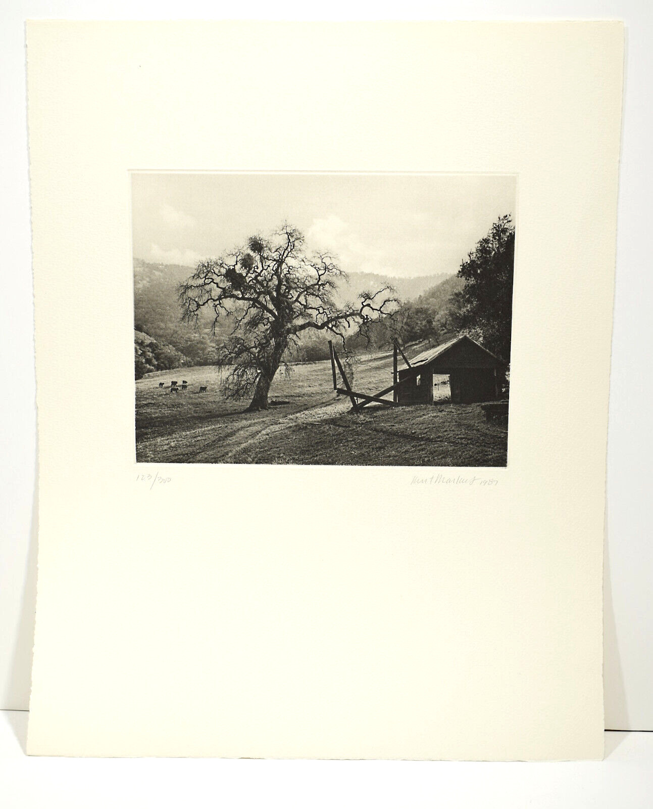 KURT MARKUS Meadow And Oak 1987 Photogravure Signed ltd 1/300