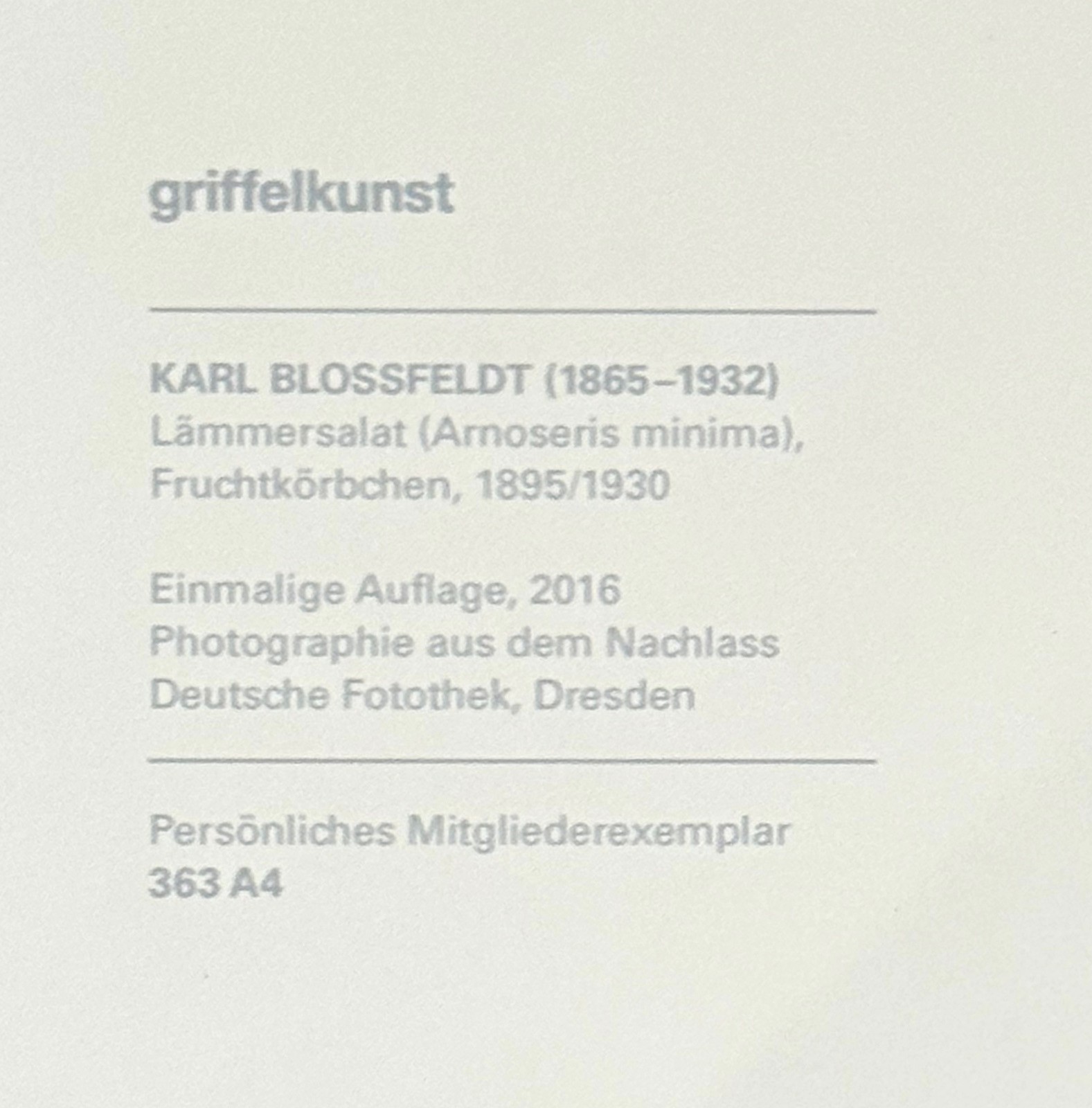 Karl Blossfeldt, lamb salad, photograph from estate, stylus art 2016