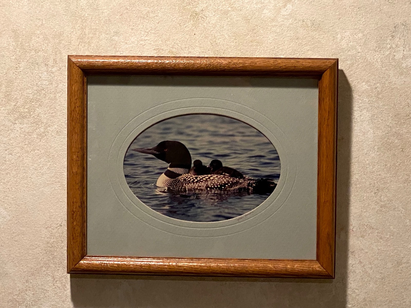 Loon Family, photo, oak frame, matted, artist signed by Sylvia Bonson 11″ x 9″