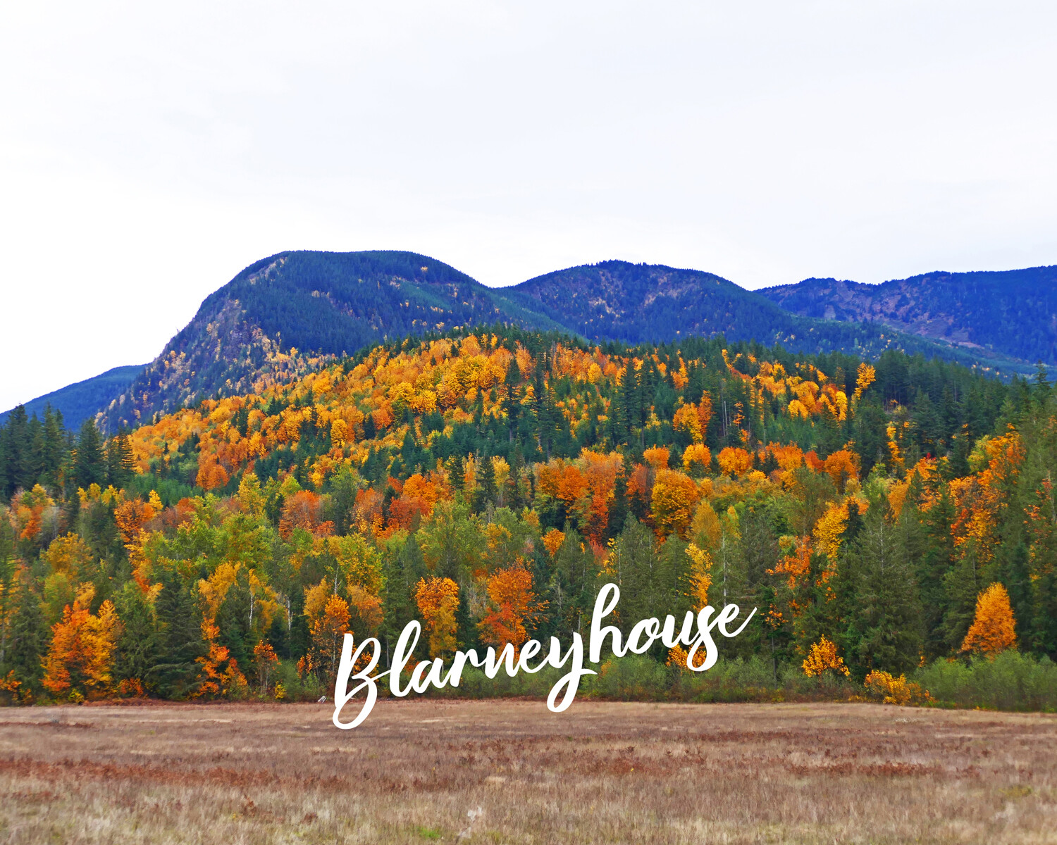 BEAUTIFUL FALL/AUTUMN FOLIAGE PACIFIC NORTHWEST HILLS MOUNTAINS! 8 x 10 Photo