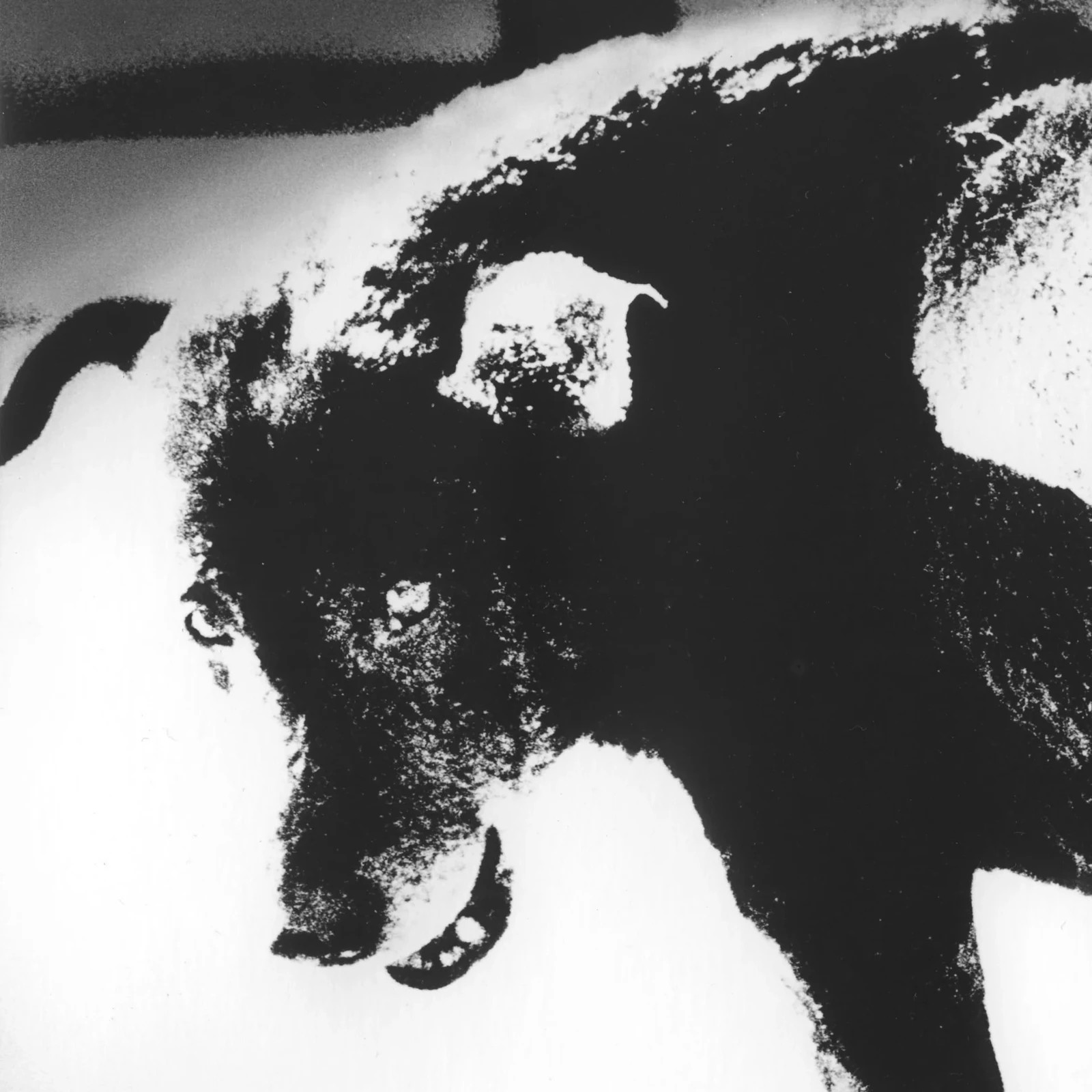 Daido Moriyama – Signed – Stray Dog – Misawa, Japan – Magnum 6″x6″