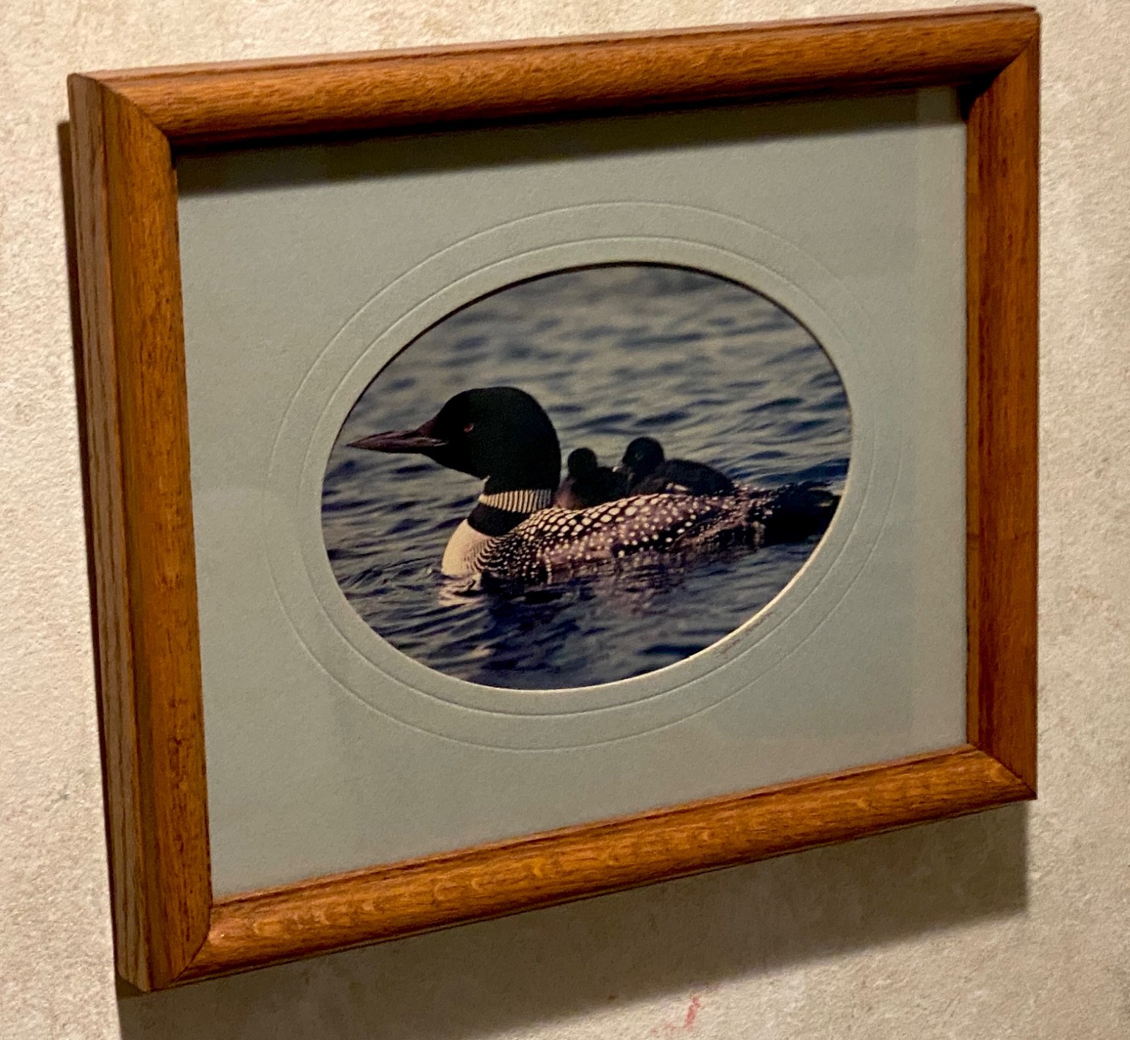 Loon Family, photo, oak frame, matted, artist signed by Sylvia Bonson 11″ x 9″