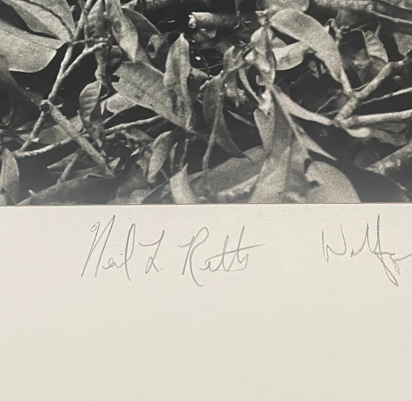 Rare 1975 ‘Harpy EAGLE Mother & Baby Fledgling’ in Nest NEIL RETTIG Photograph