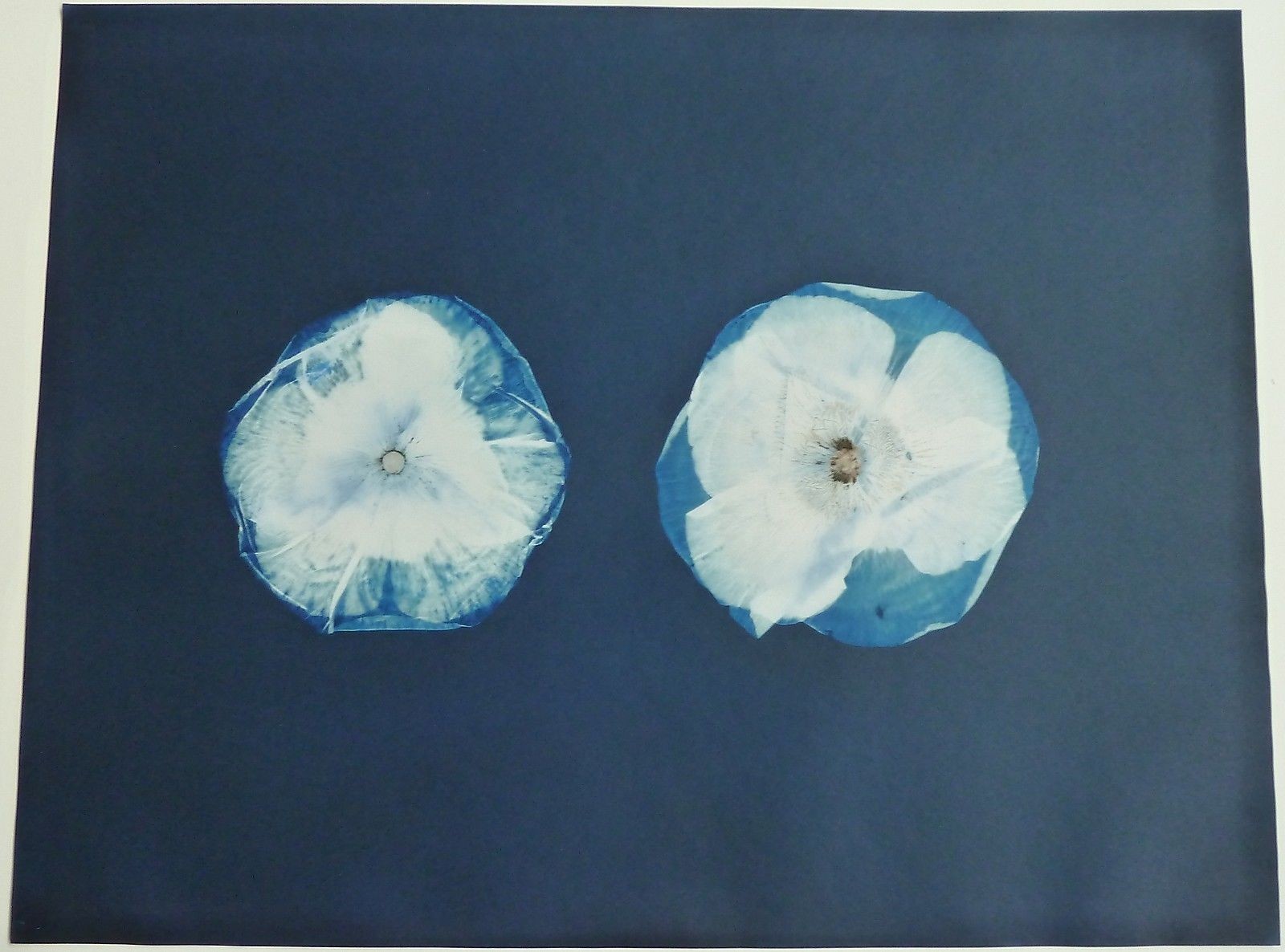 Cyanotype Print of Two Poppies by Scottish Artist, Alexander Hamilton, 1992