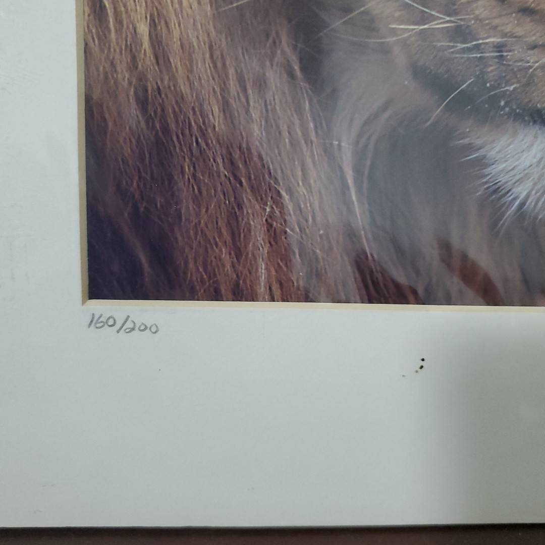 Brian K. Neely Photograph Of a Lion Signed 160/200 W Certification