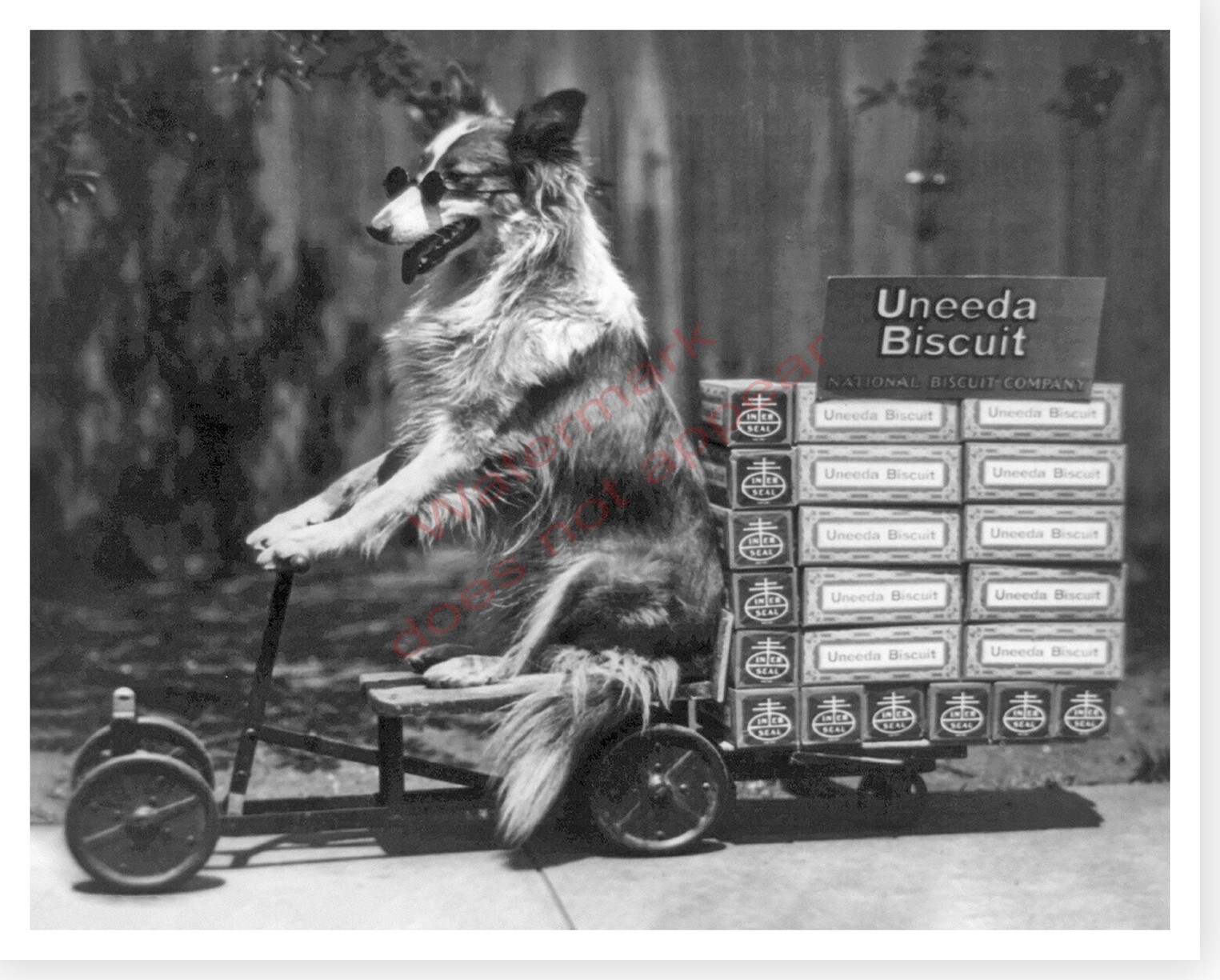 Collie Dog In Sunglasses Pulling Cart Of Uneeda Biscuits 8×10 Photo